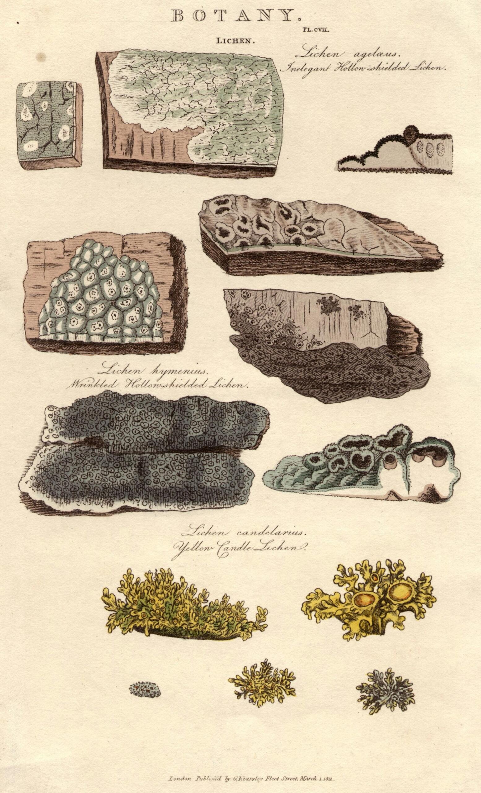 Immagine scientifica che cataloga diversi tipi di piante. 