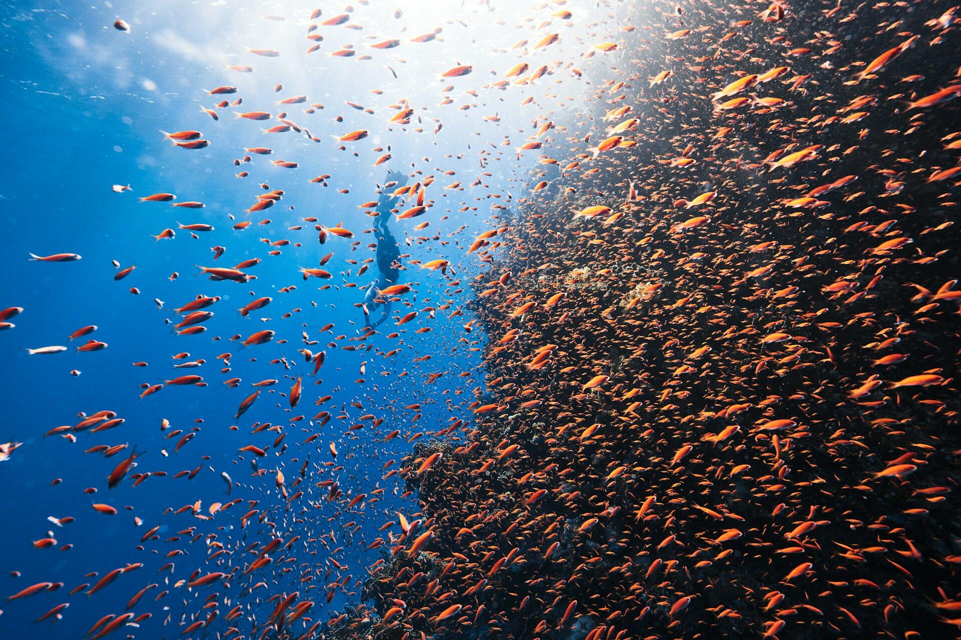 Una barriera corallina piena di pesci con un sub che si immerge in lontananza. 