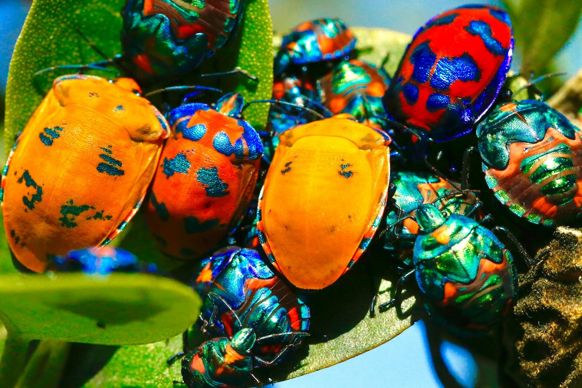 L'entomologo, a differenza dell'etologo, restringe il suo campo di studio al mondo degli insetti. 