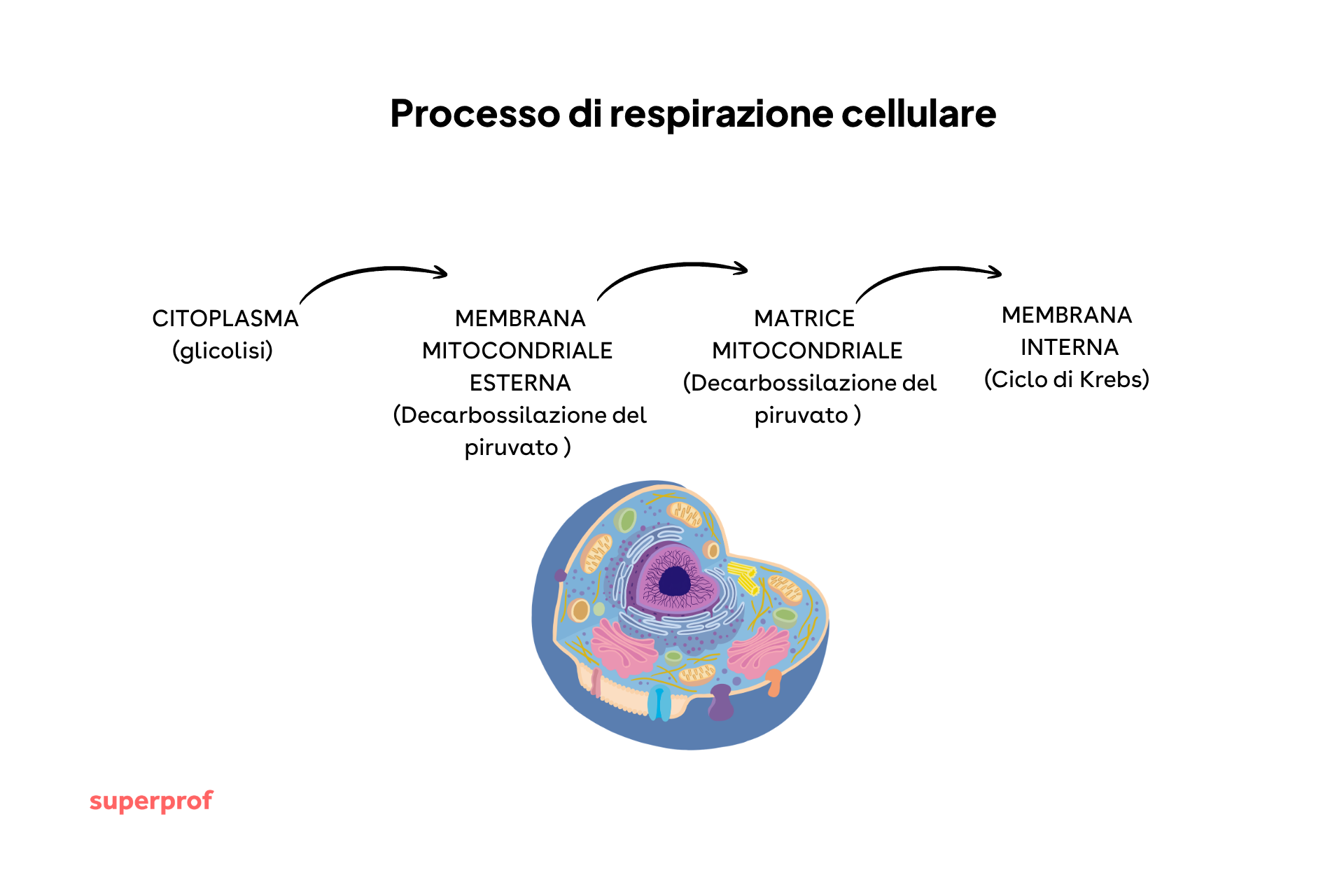 Schema visivo della respirazione cellulare.