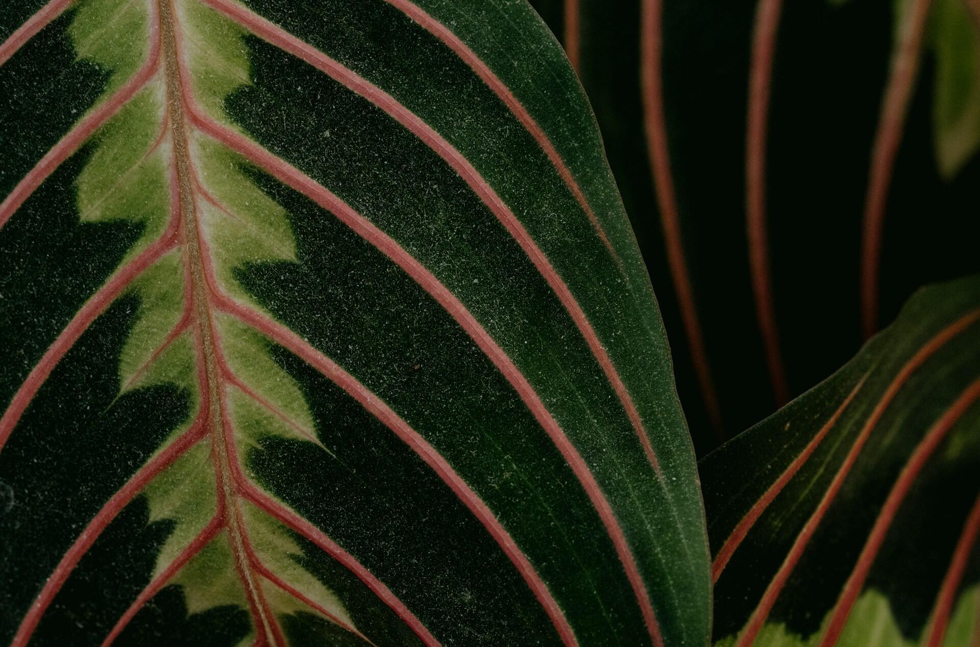 Foglia di una pianta, utile per comprendere la differenza cellula animale e vegetale