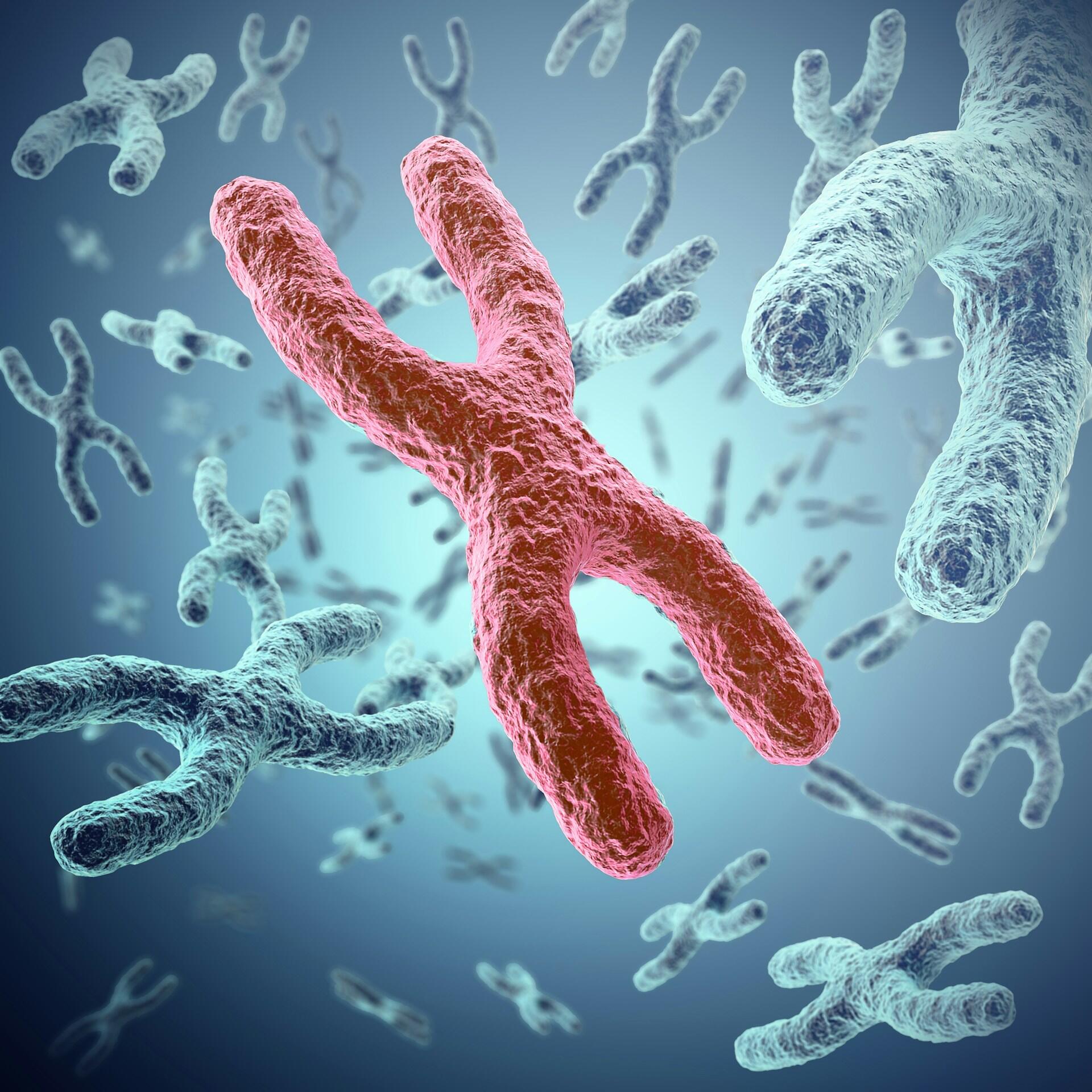 Cromosmoma, una delle parti della cellula animale.