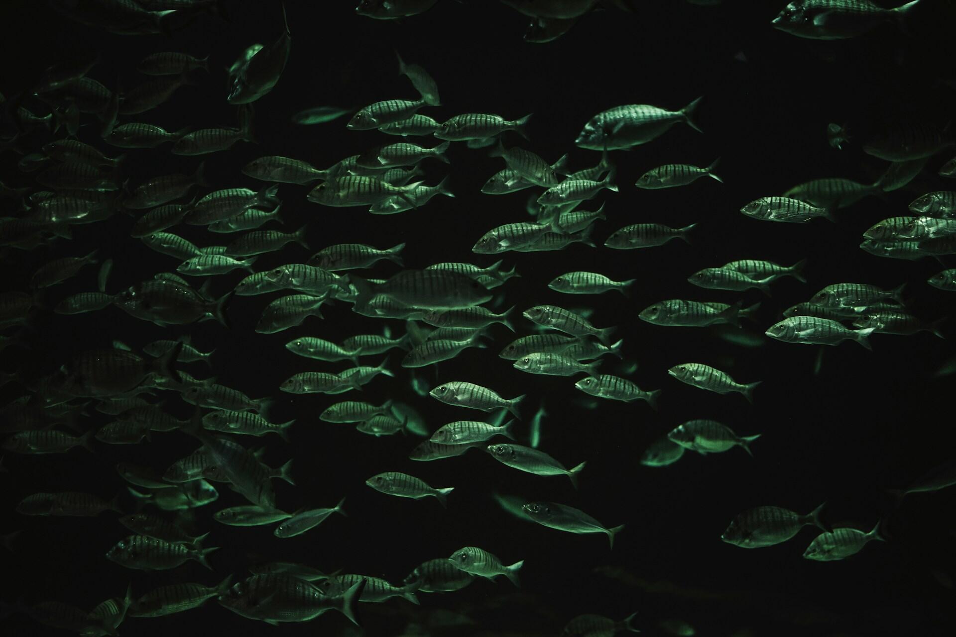 Un banco di pesci fluorescenti nuota nelle profondità marine. 