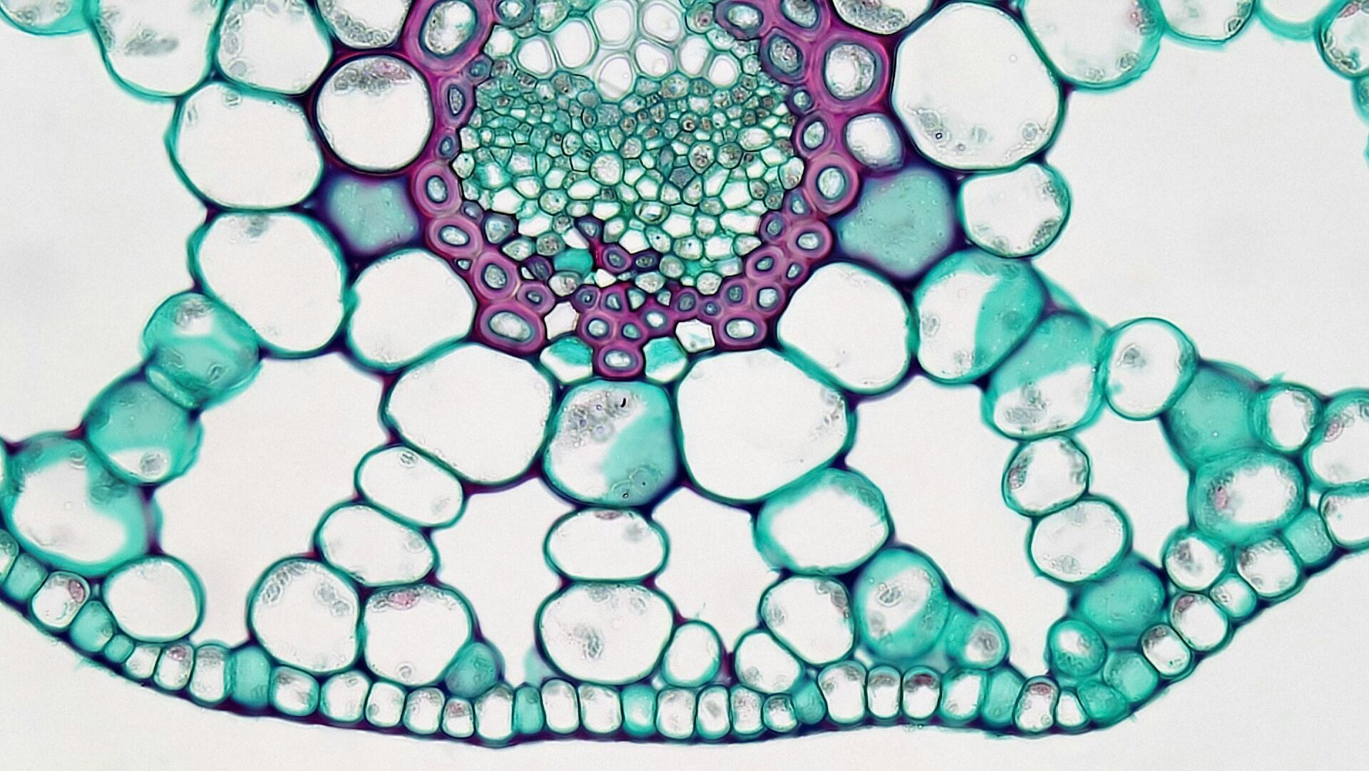 Immagine della struttura dell cellula.