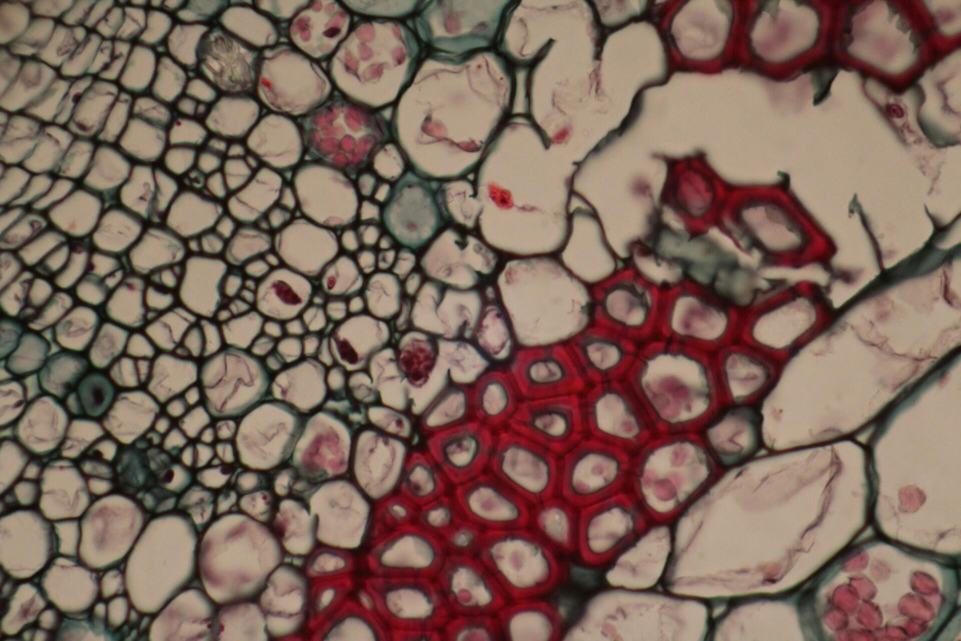Immagine al microscopio che testimonia la respirazione cellulare.