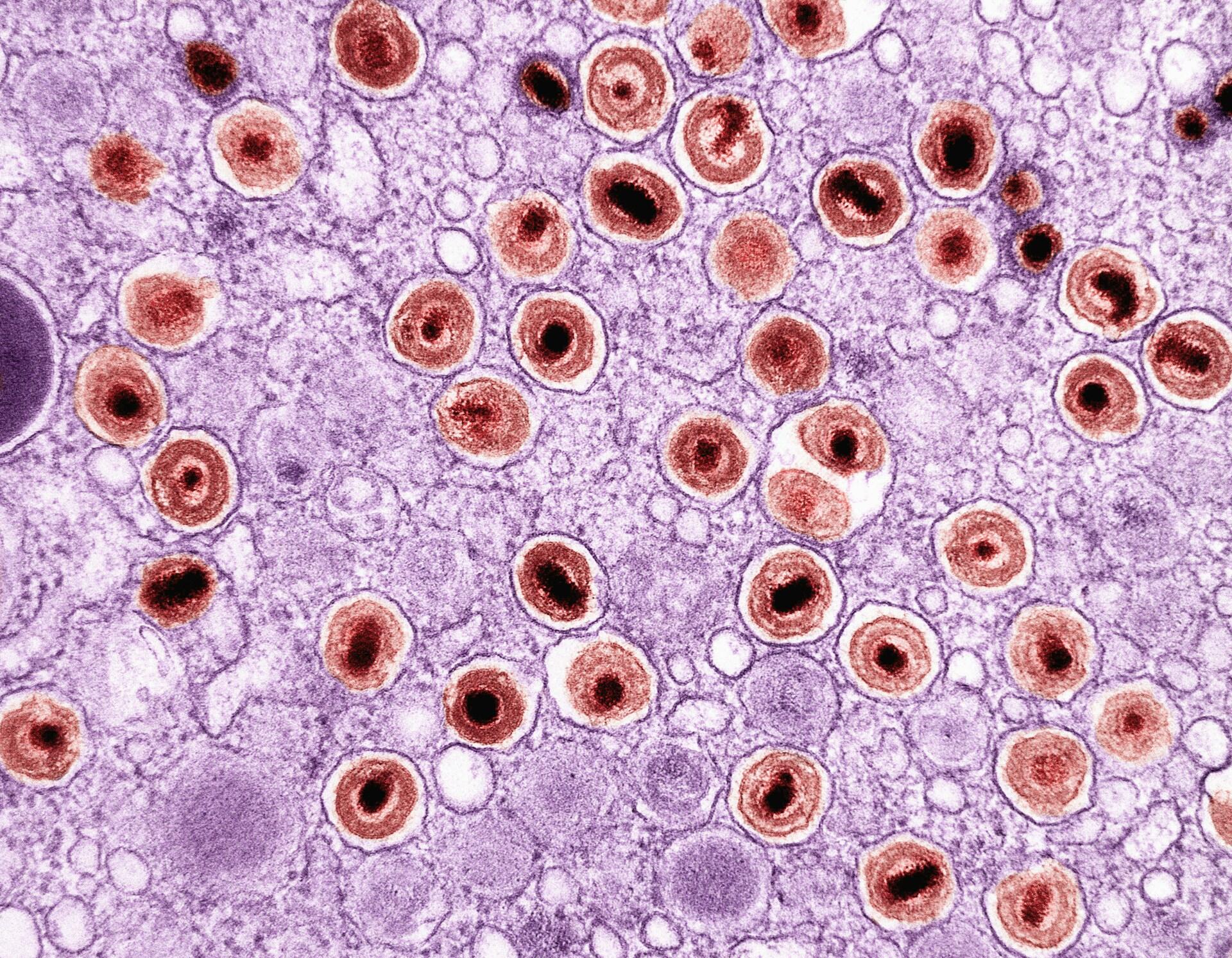 Immagine al microscopio della respirazione cellulare.