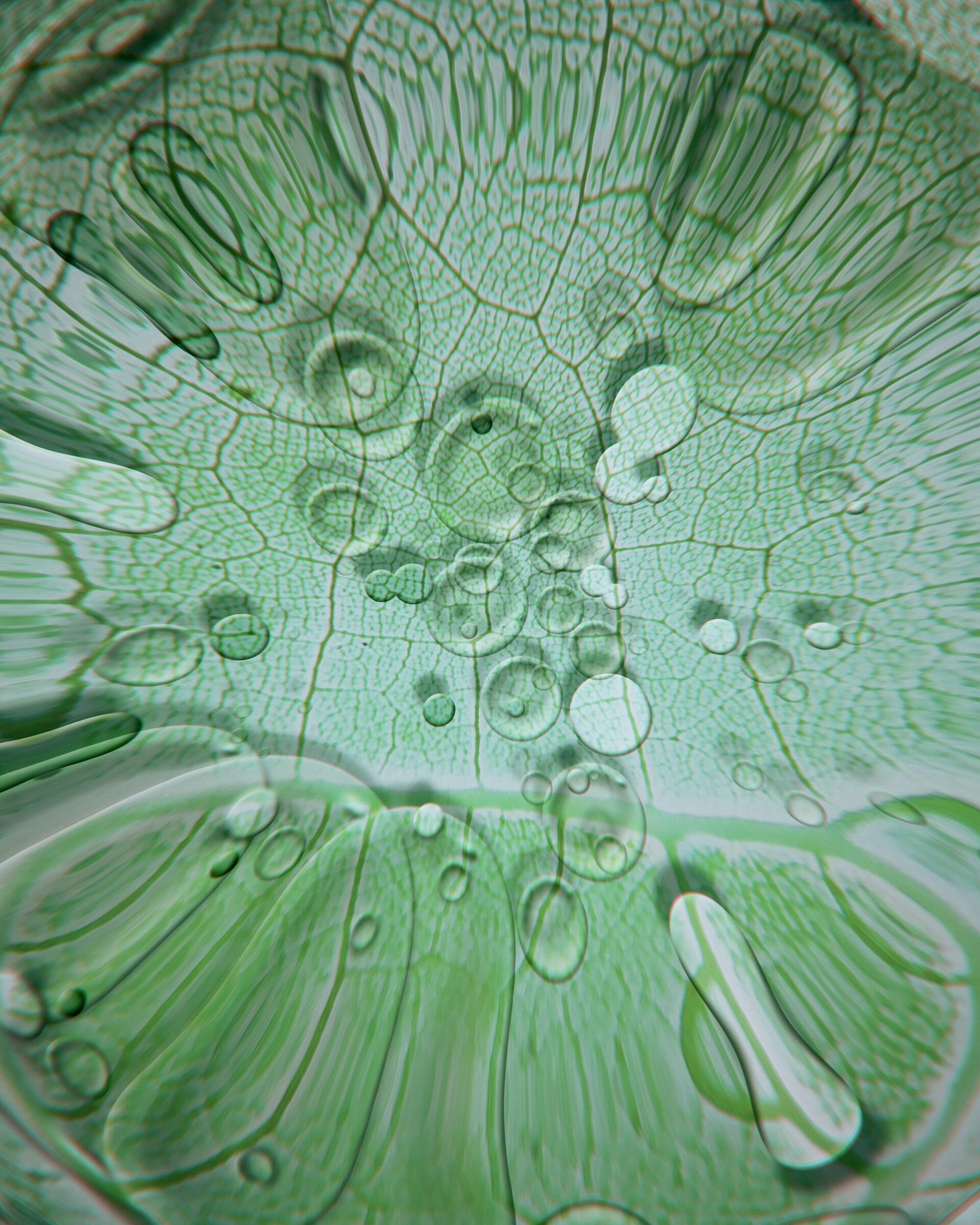 Immagine al microcospio di una cellula.