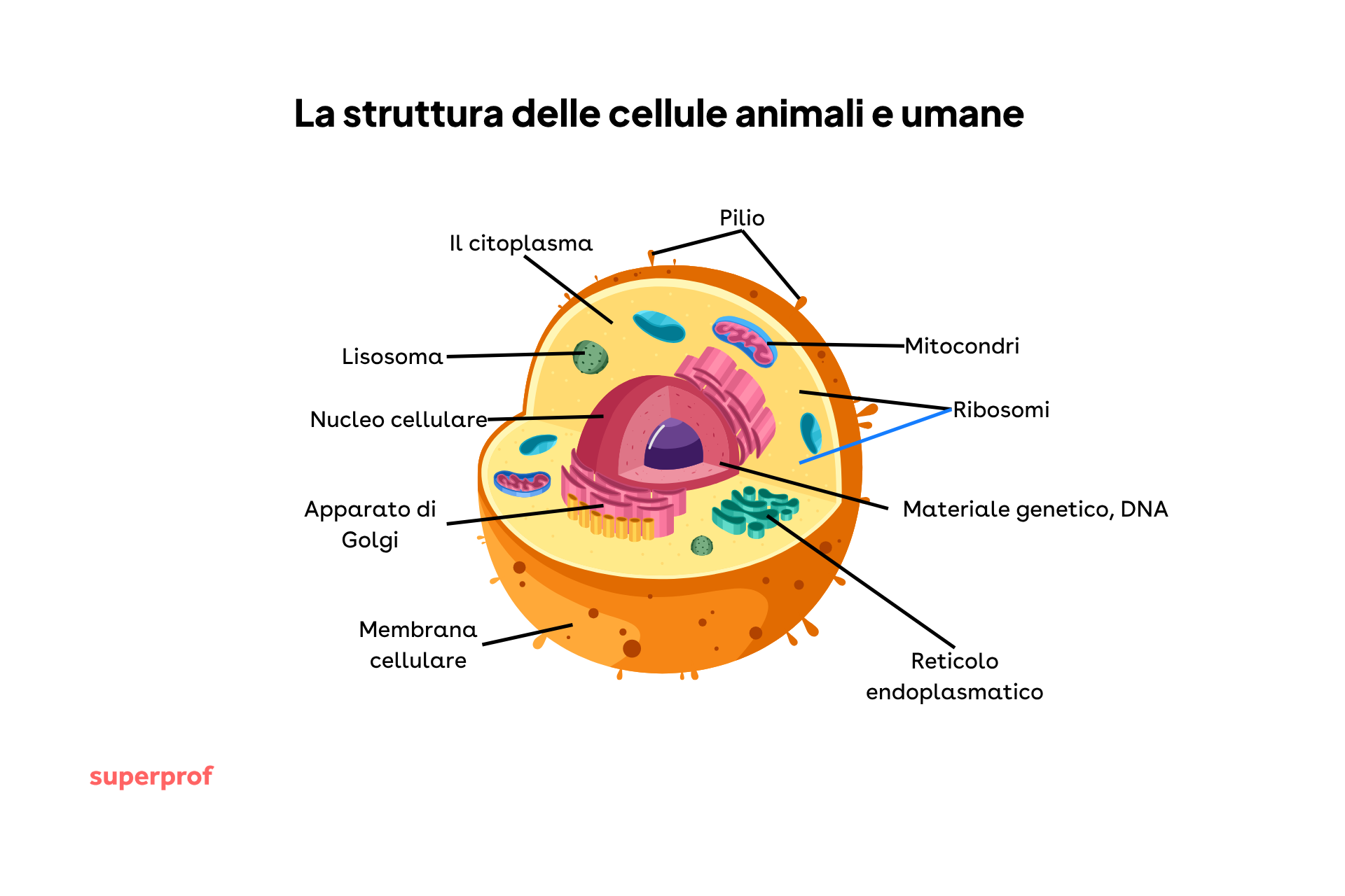 Immagine esplicativa delle parti della cellula animale.