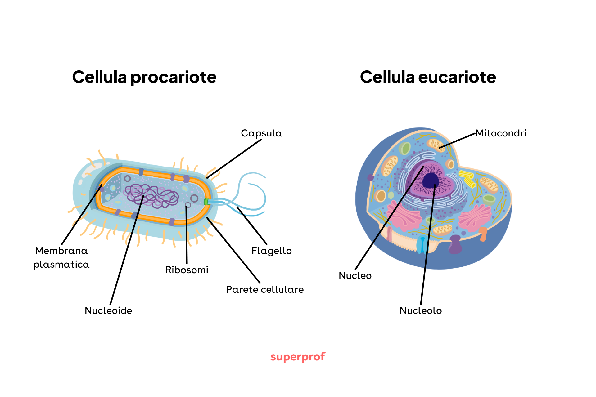 Schema della cellula procariota e della cellula eucariota.