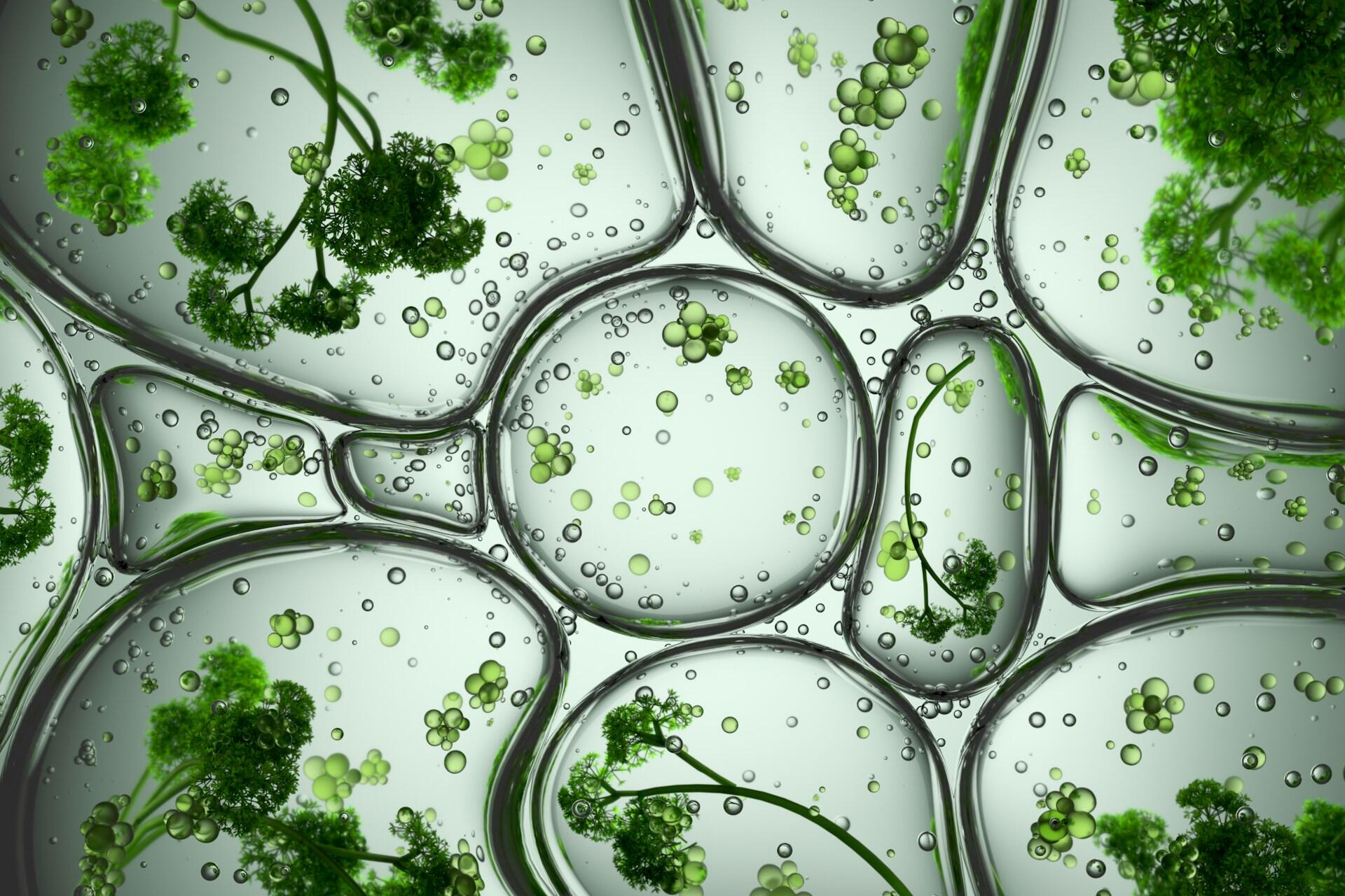 Viista microscopica della cellula vegetale.
