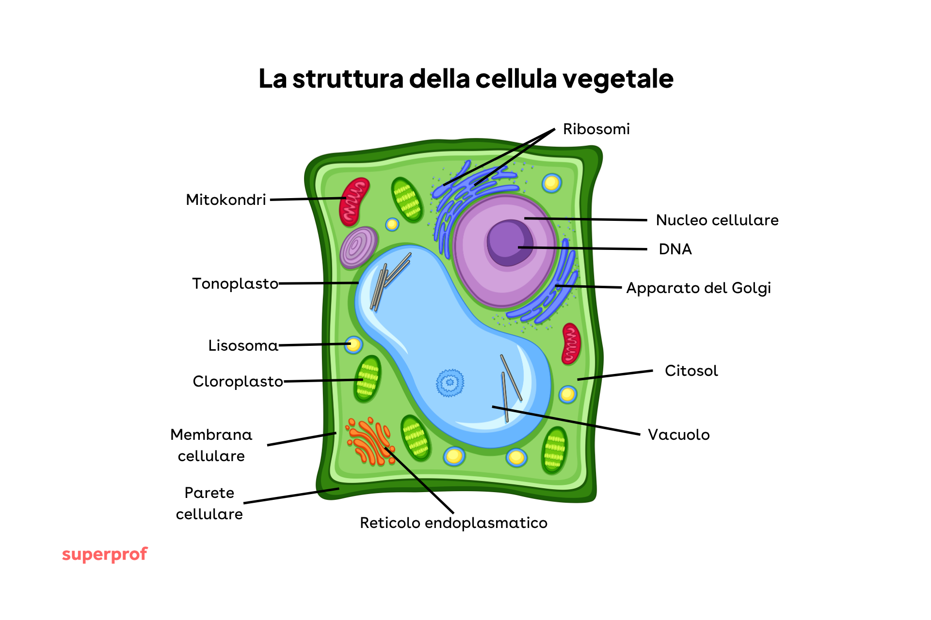 Struttura della cellula vegetale.