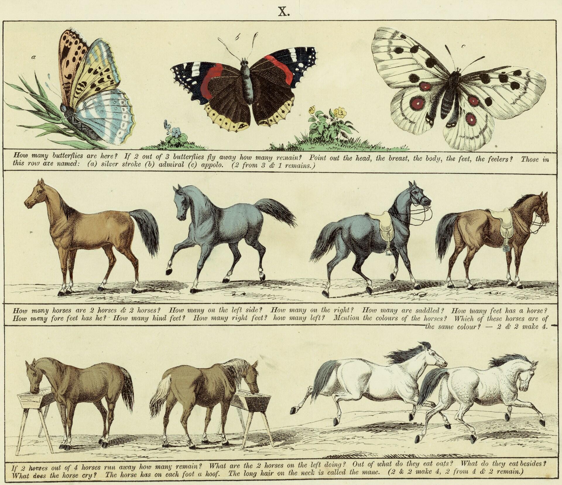 Illustrazioni scientifiche che mostrano farfalle e cavalli in diverse posizioni. 