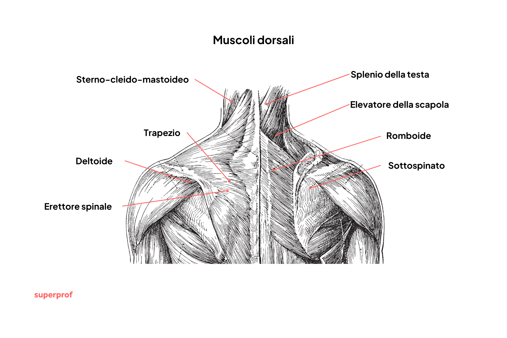 Illustrazione dei muscoli presenti nella parte alta della schiena.