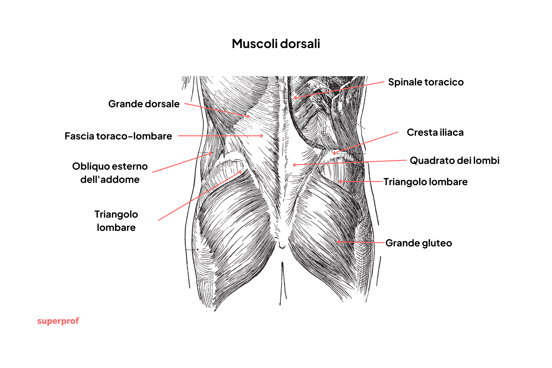 Illustrazione dei muscoli presenti nella parte bassa della schiena.