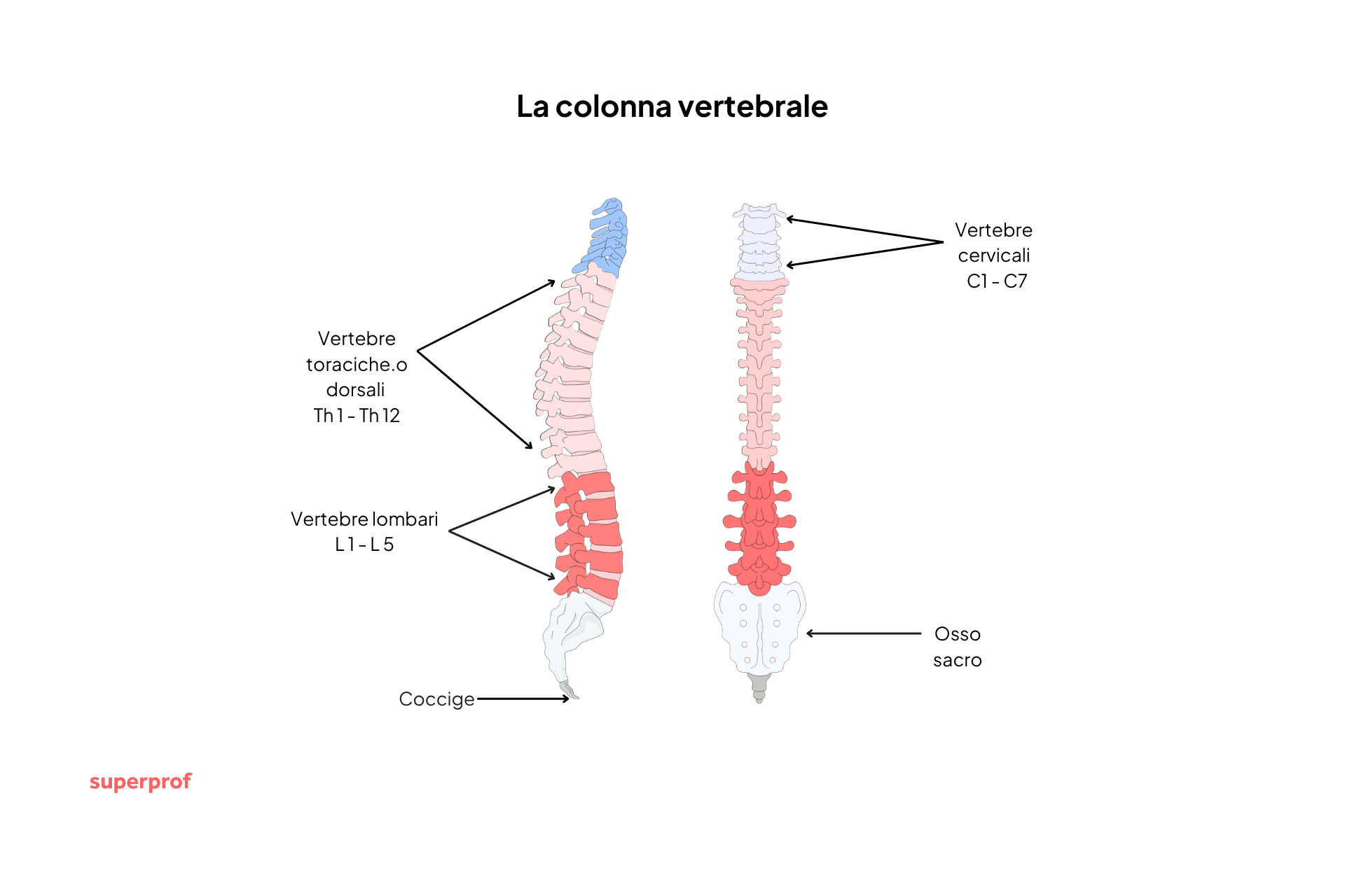 Illustrazione rappresentante i vari tipi di vertebre che costituiscono la colonna vertebrale.