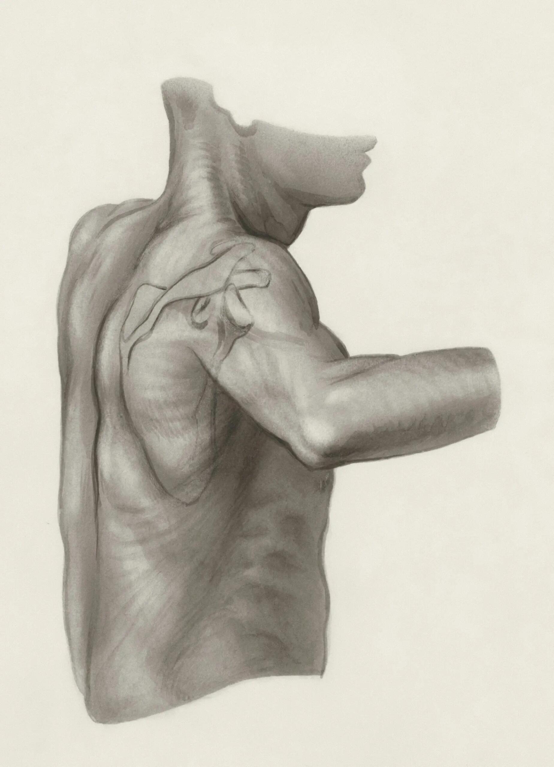 Illustrazione dei muscoli della schiena i trazione.