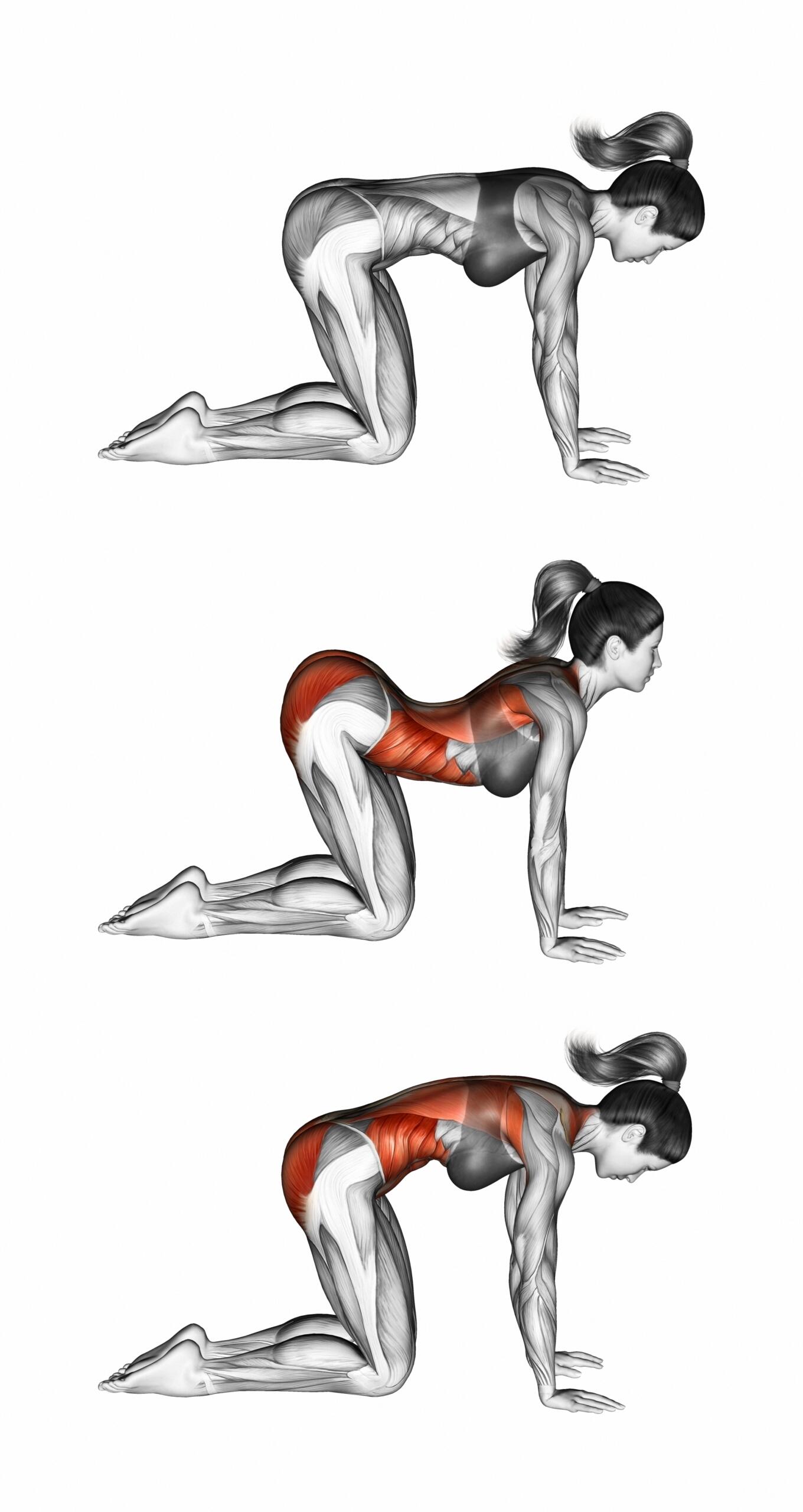 Grafica stretching addominali.