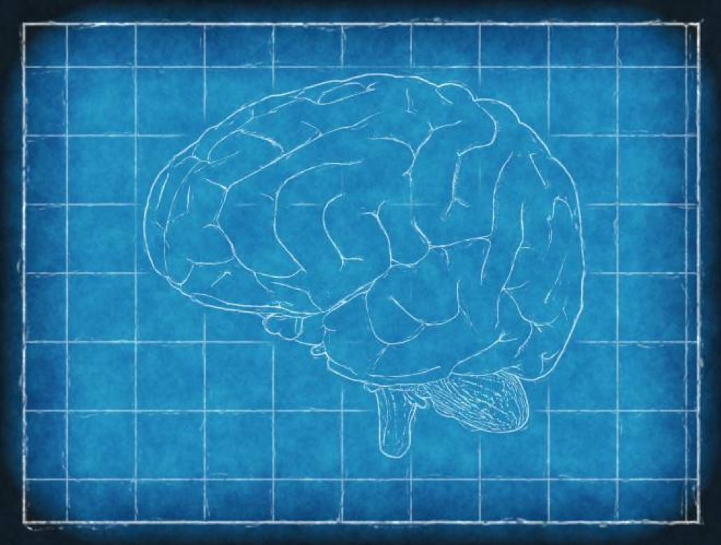 数学を理解するための脳