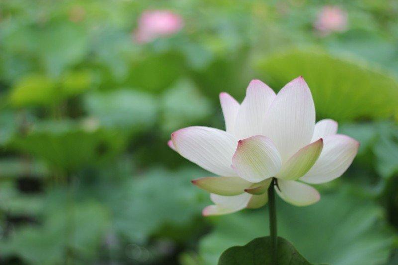 蓮の花