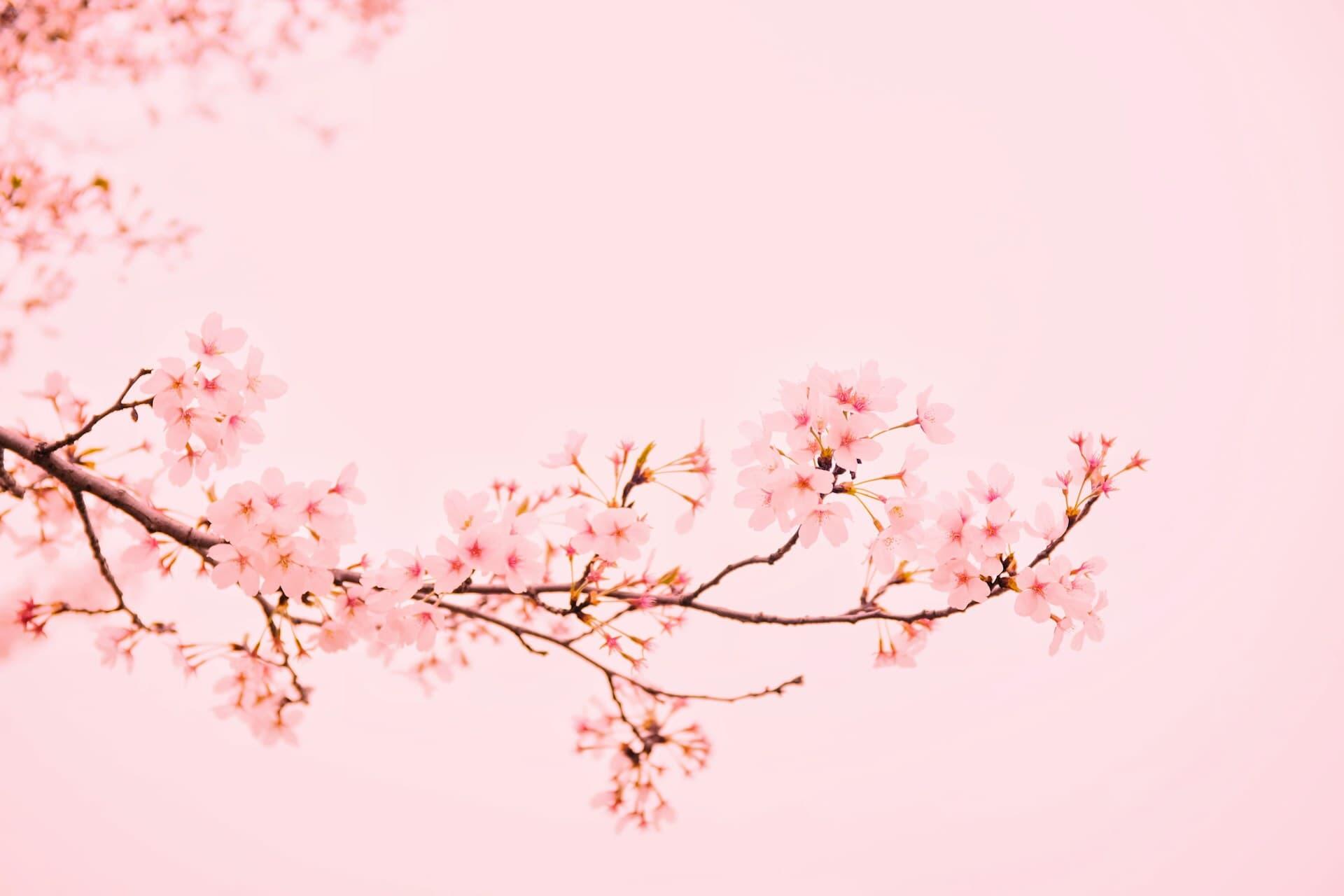 淡いピンクの空に映える満開の桜の枝