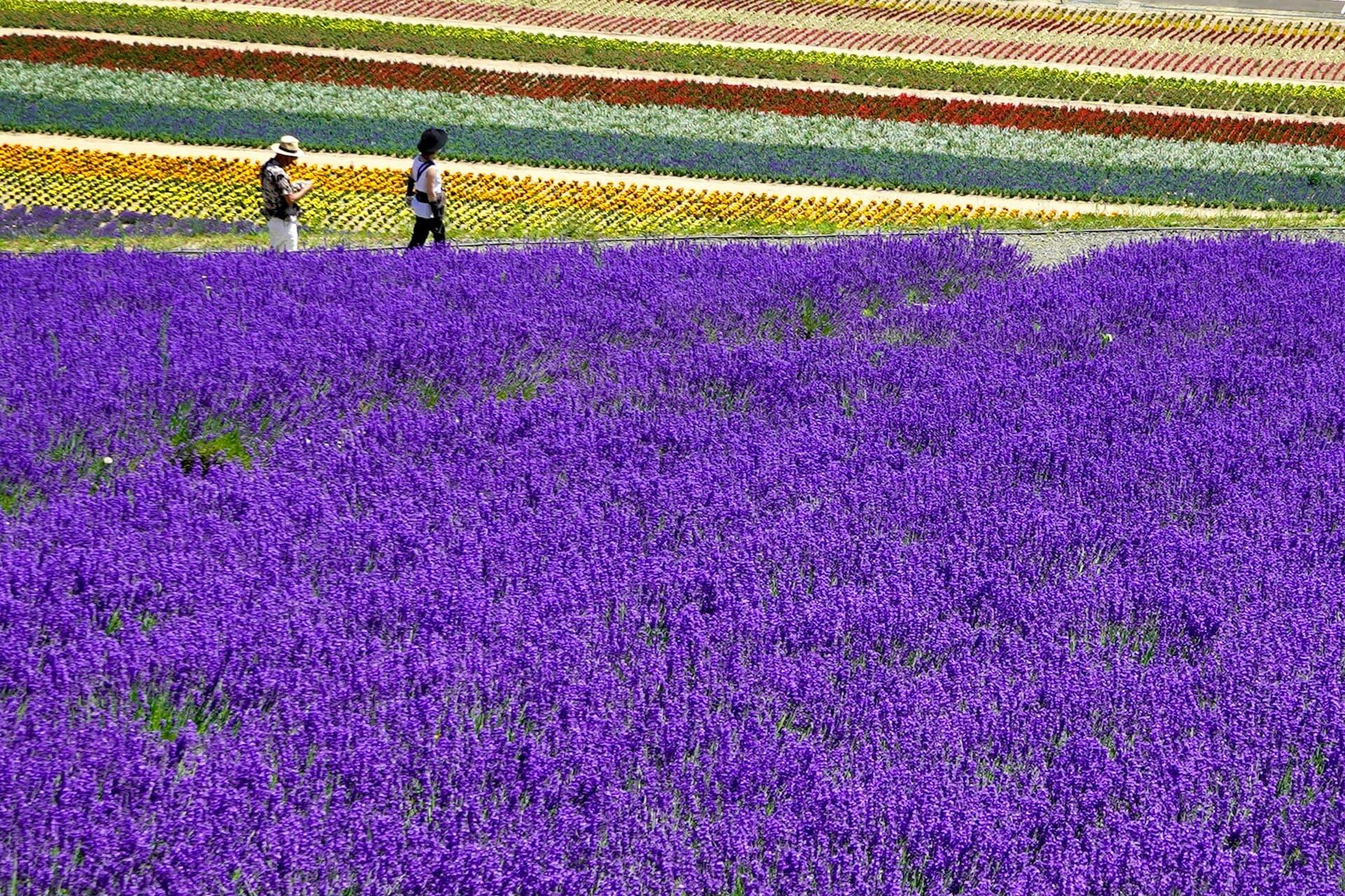 夏の日本絶景スポットである北海道・富良野の色鮮やかなラベンダー畑