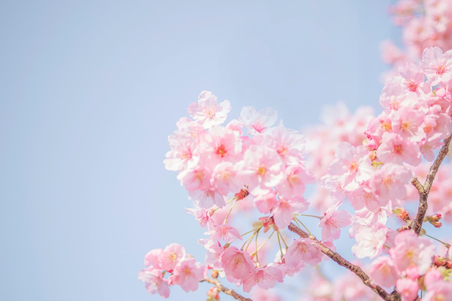 青空と桜