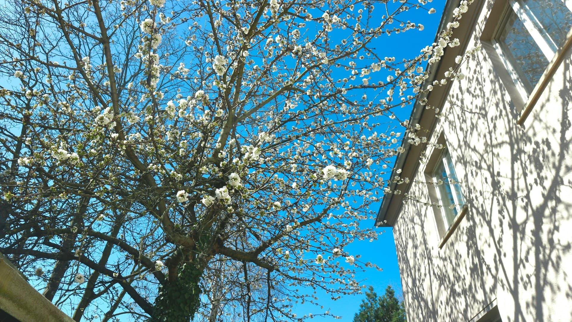 青空に咲く満開の桜と春の環境変化