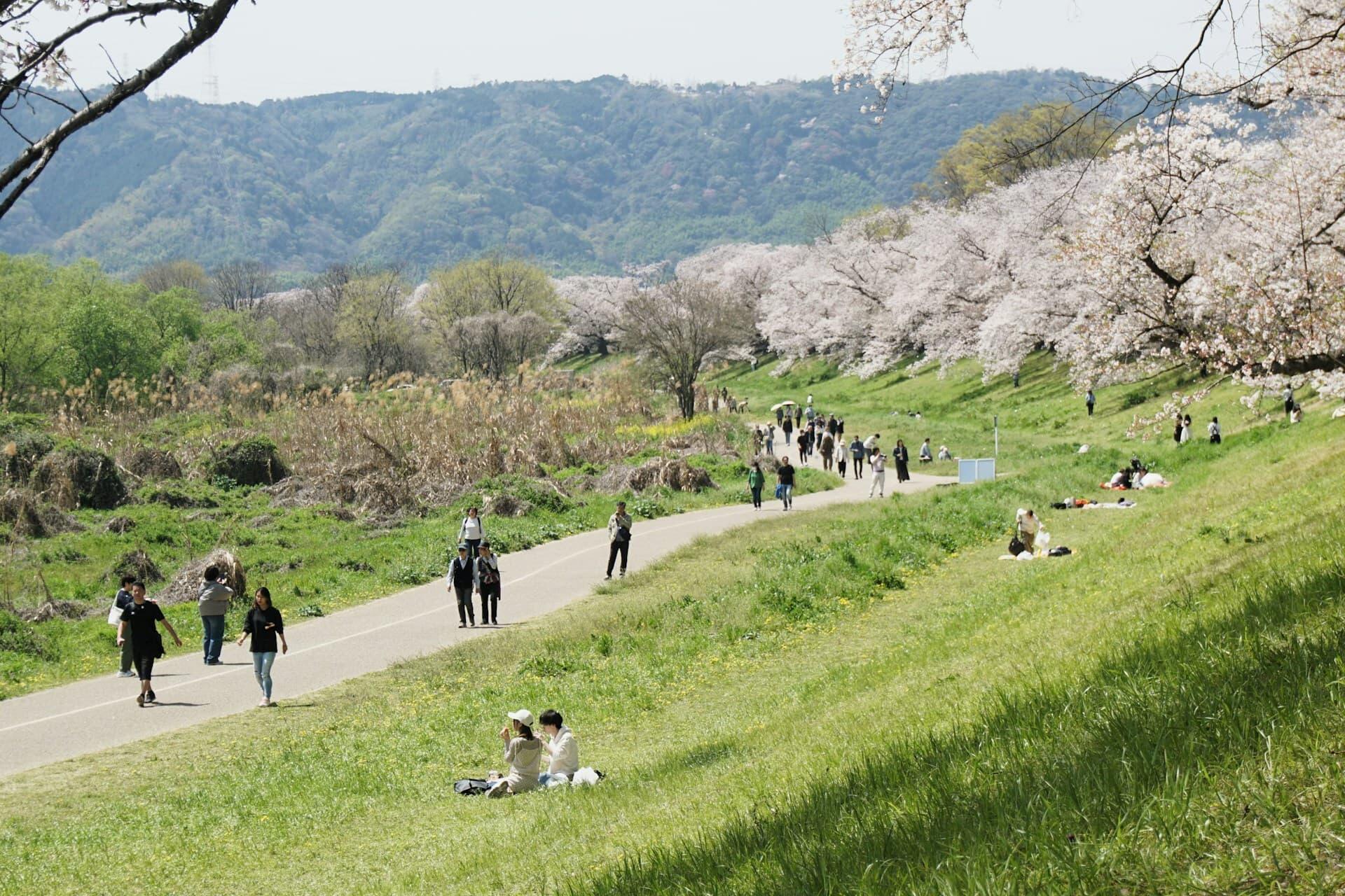 川沿いの桜並木, お花見を楽しむ人々