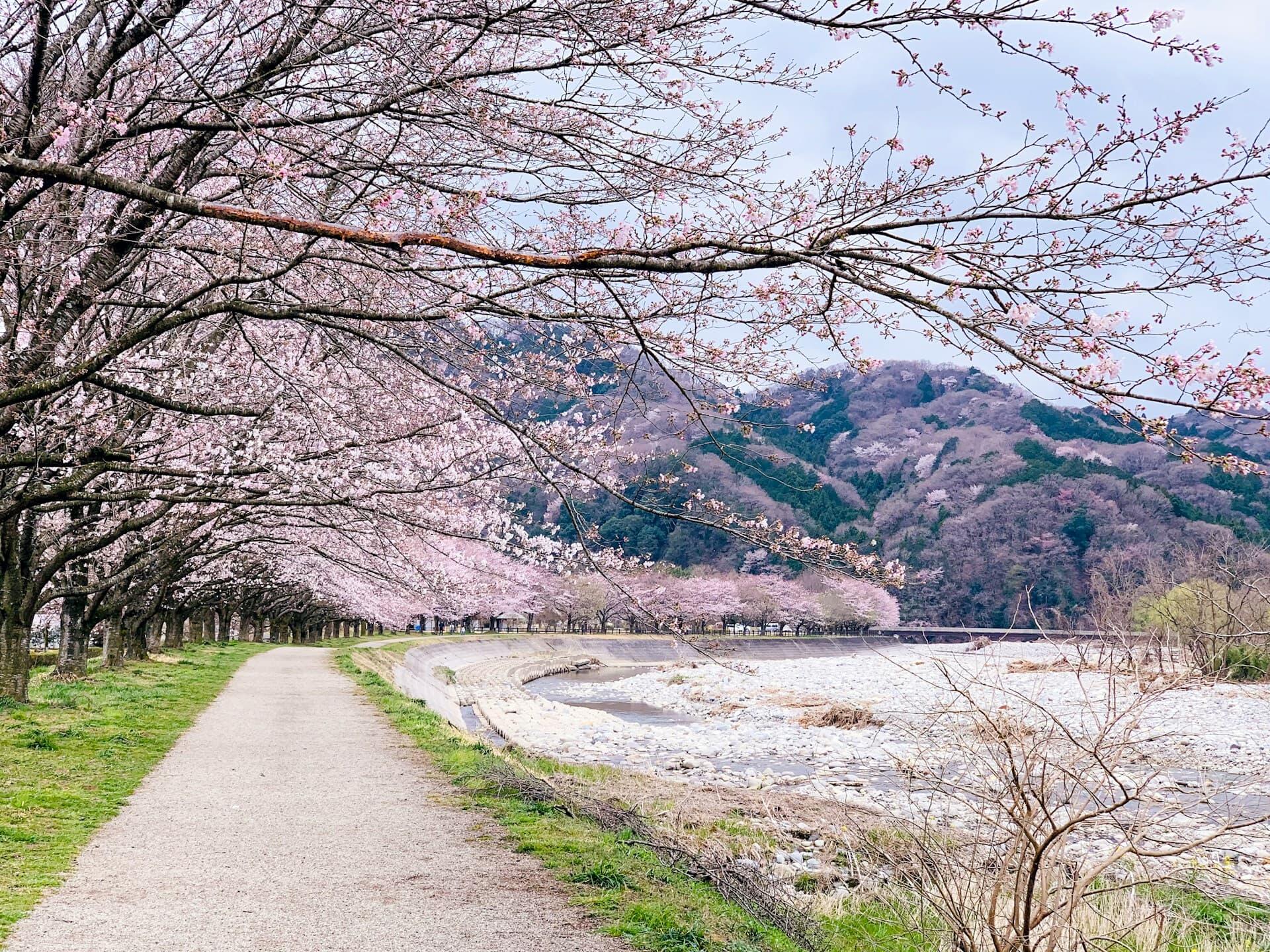 川沿いの遊歩道に咲き誇る満開の桜並木と春の風景