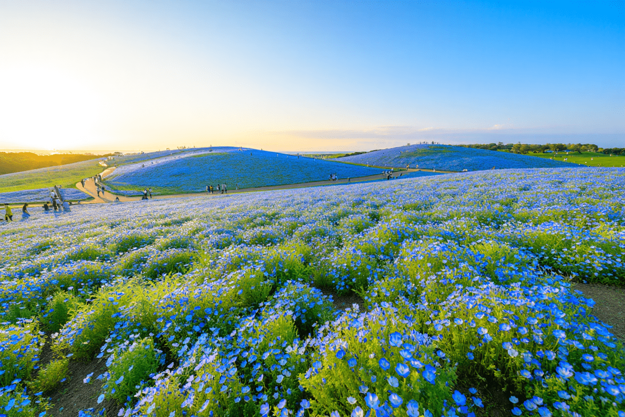国営ひたち海浜公園, 幻想的なネモフィラの丘