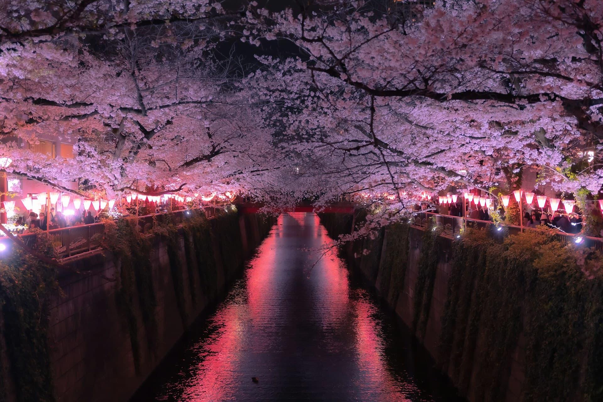 川沿いでライトアップされた幻想的な夜桜とお花見の提灯