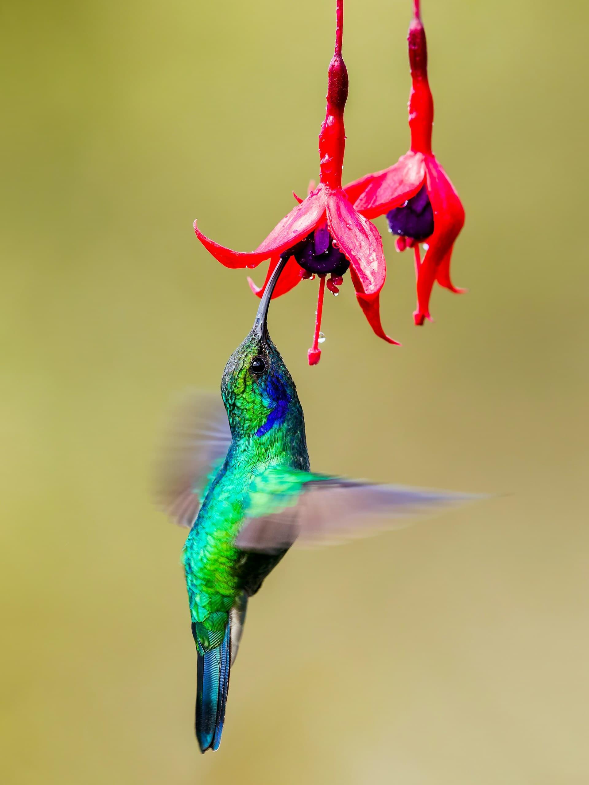 赤い花の蜜を吸う緑のハチドリ