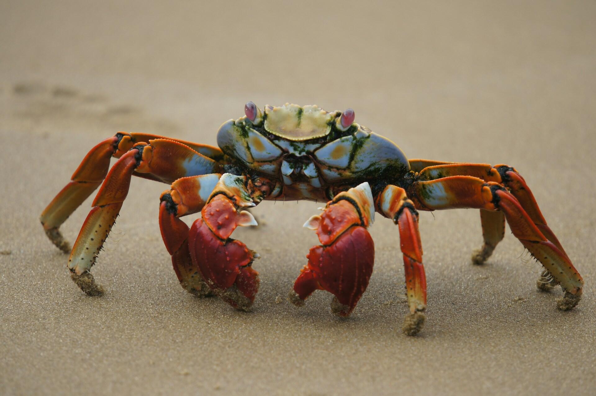 Krabas ant smėlio