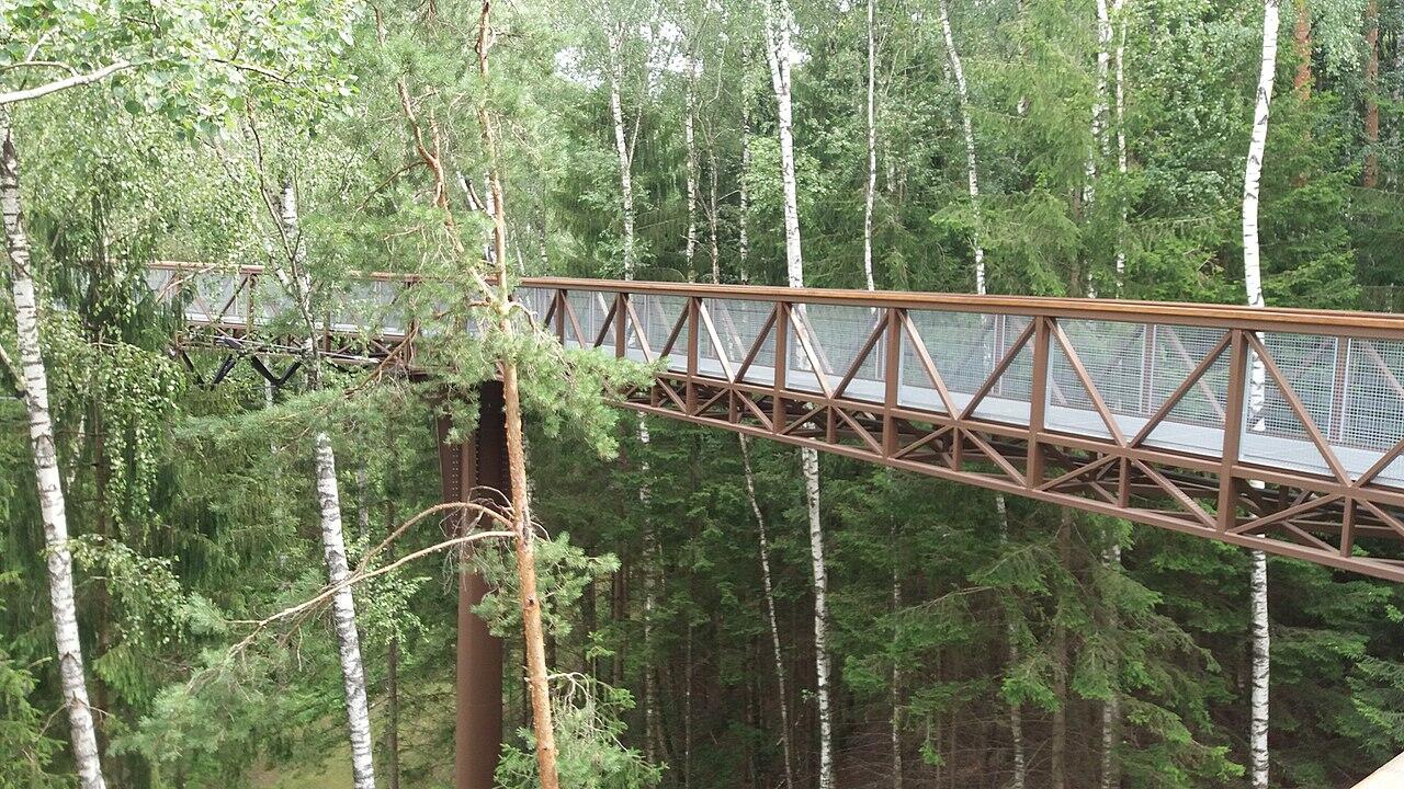 Lajų takas tarp medžių viršūnių.