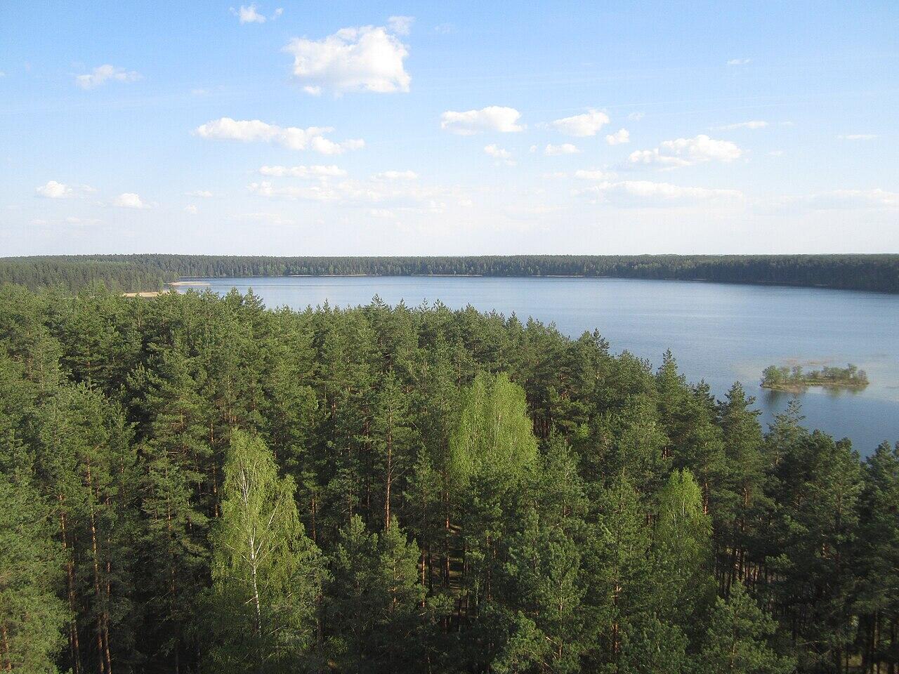Ežeras su mišku, matomi iš bokšto
