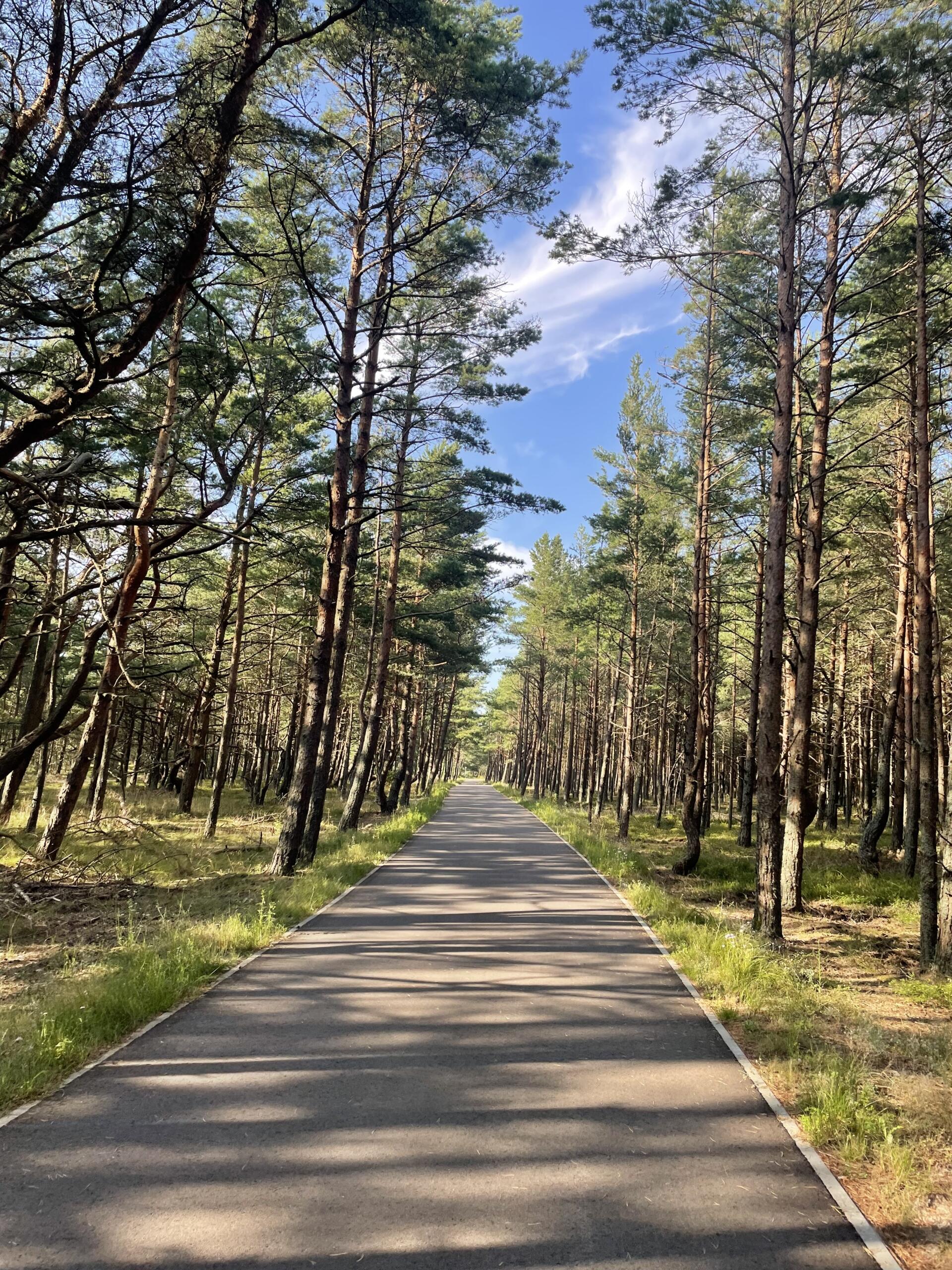 Per mišką einantis dviračių takas.