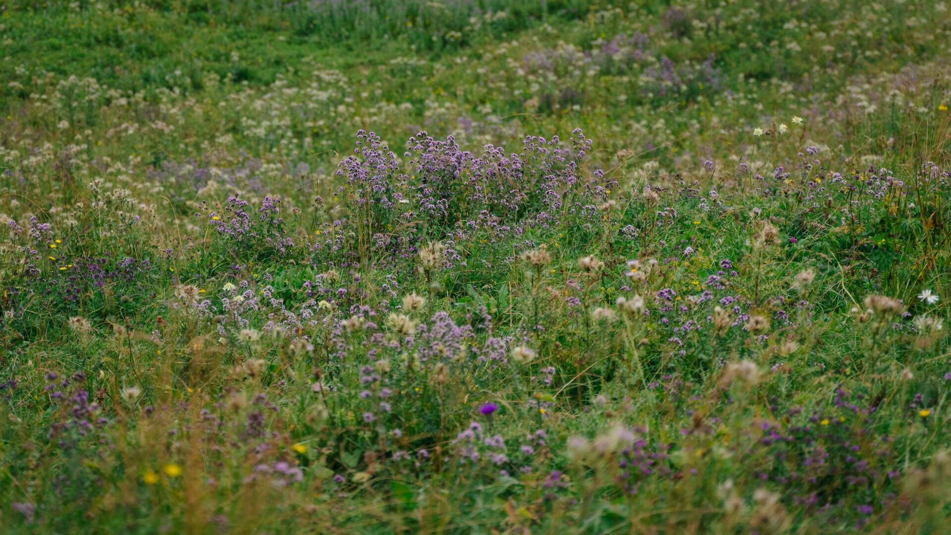 Pieva su įvairiais žydinčiais augalais.