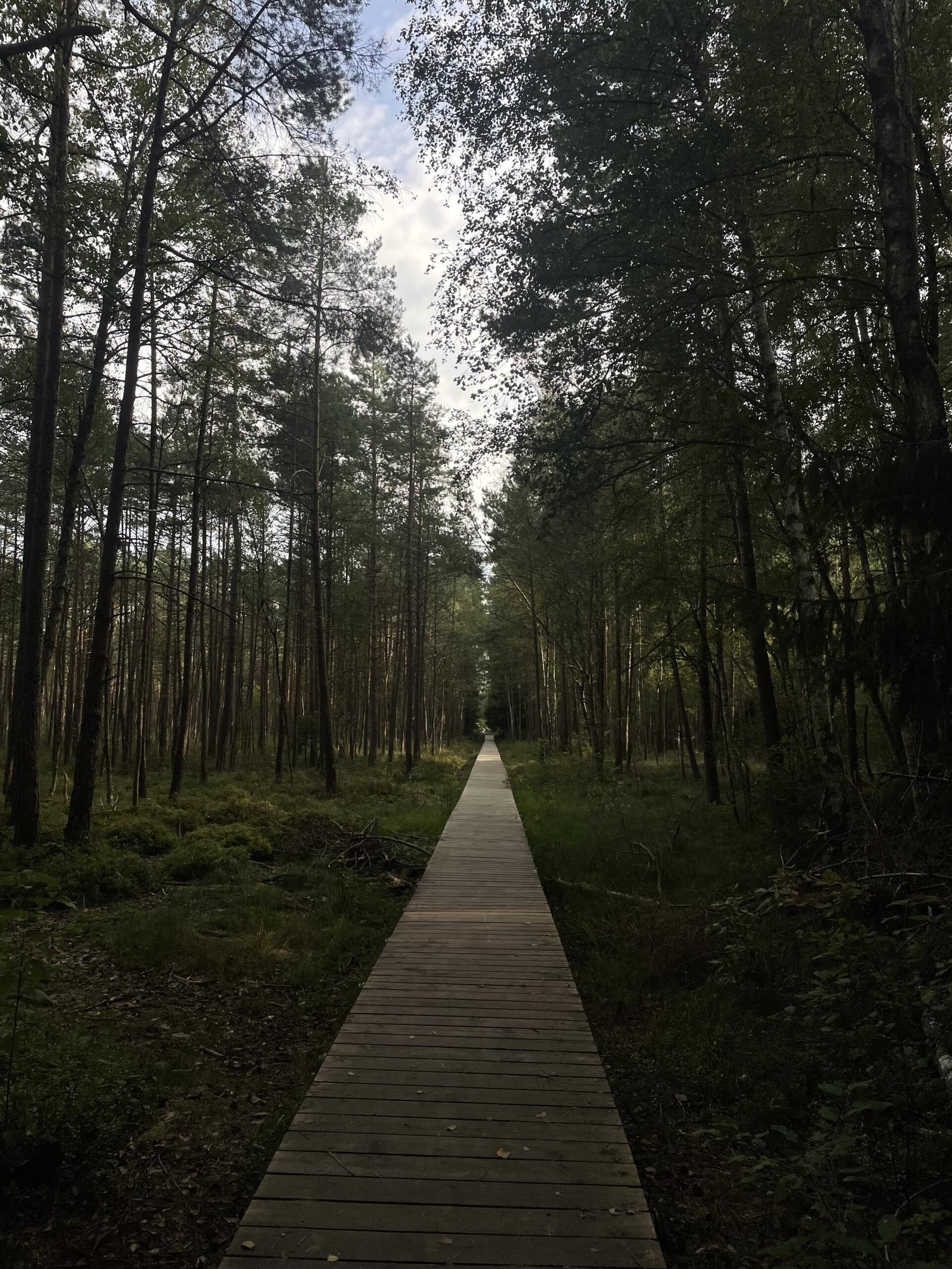 Medinis takelis, einantis per mišką.
