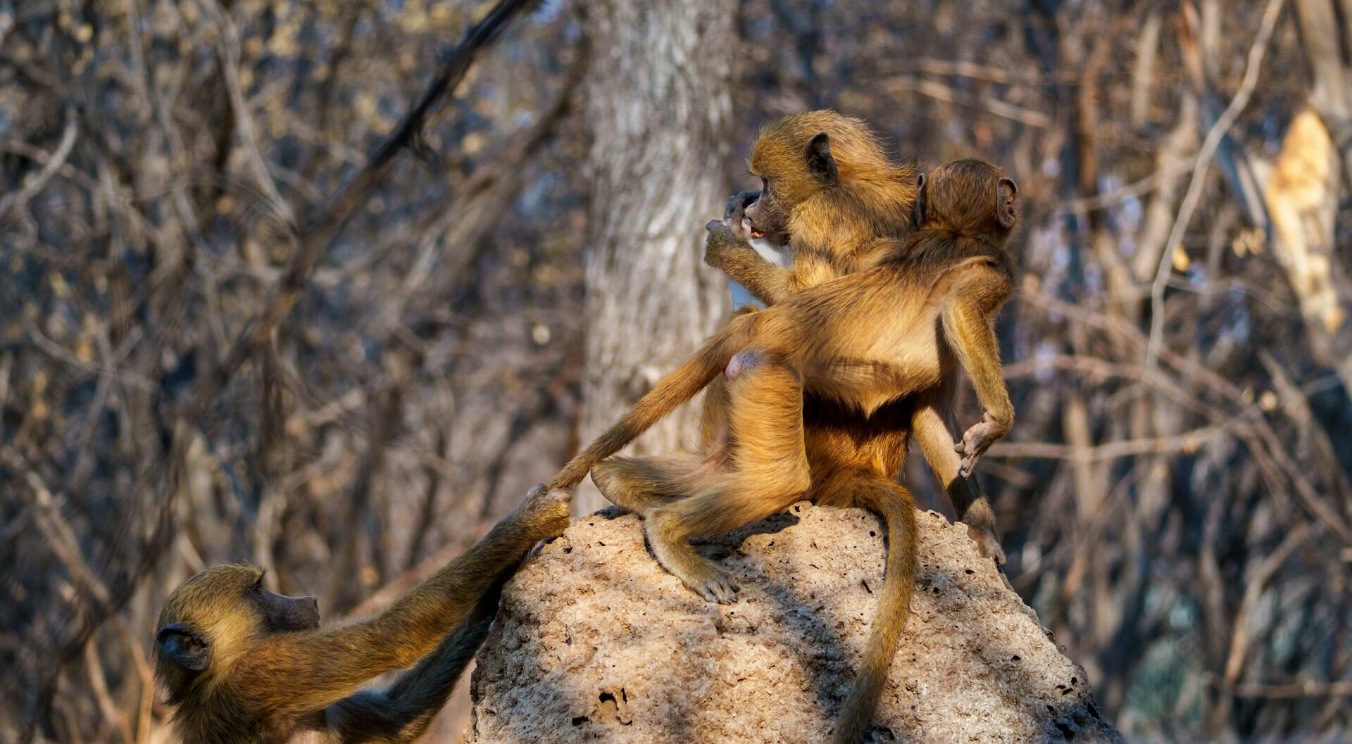 Beždžionės pešasi.