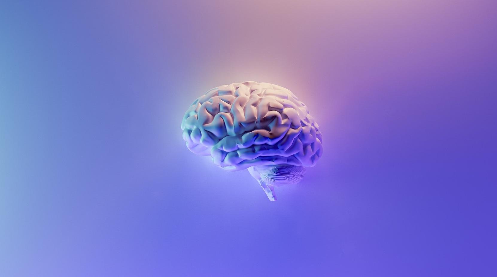 cerveau humain