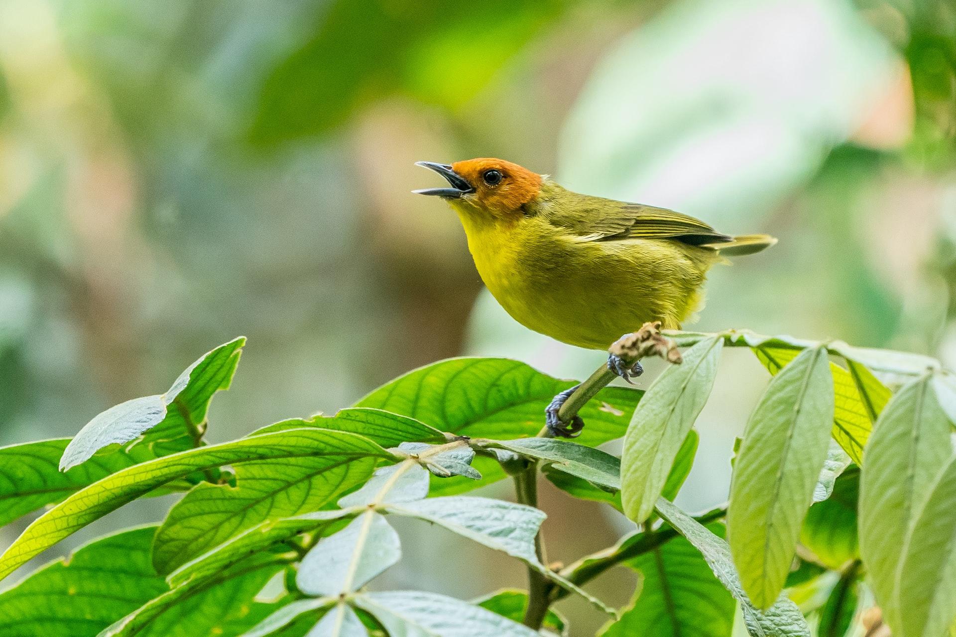 petit oiseau chantant sur une branche
