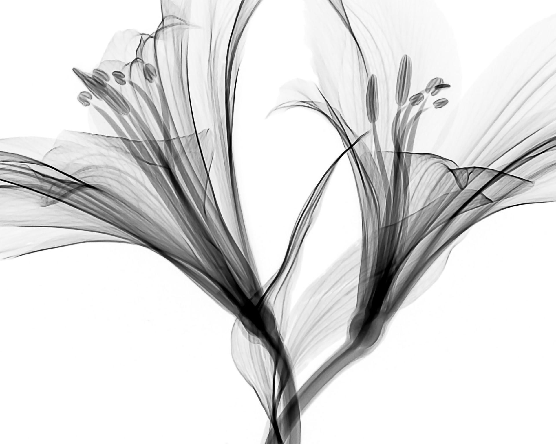 croqui de ce qui semble être une fleur enrobé d'un voile