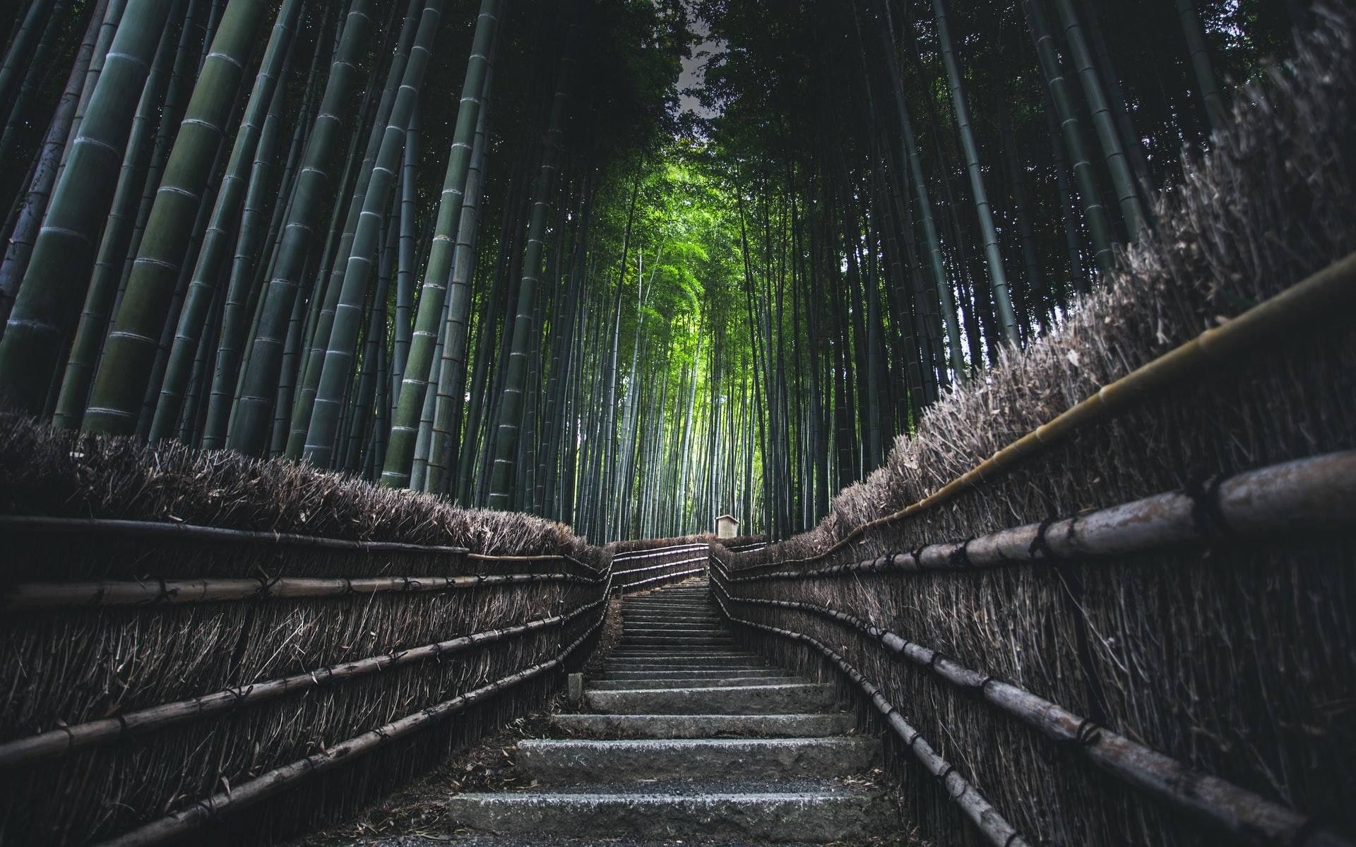 magnifique forêt japonaise de bambou