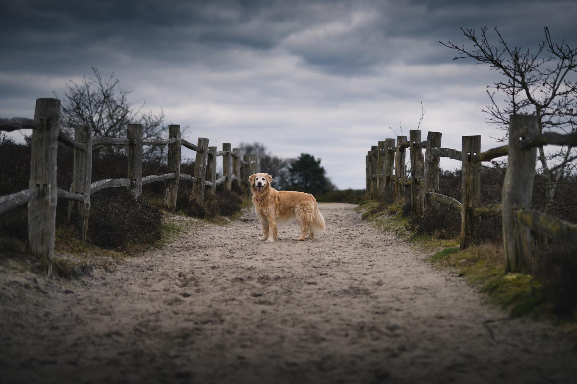 photographie animale extérieur