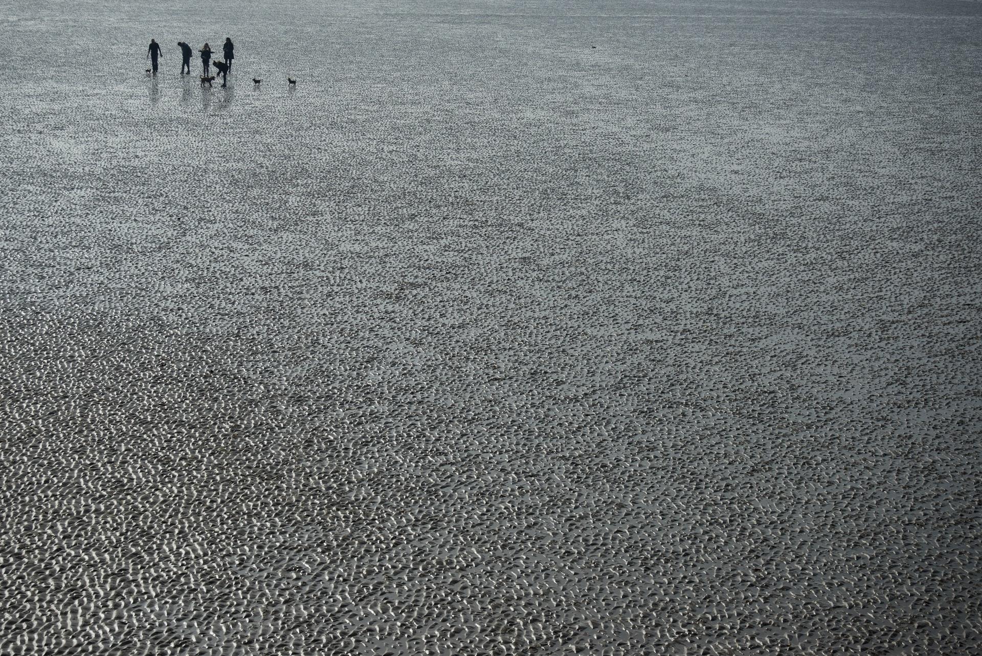 paysage avec des personnes et chiens