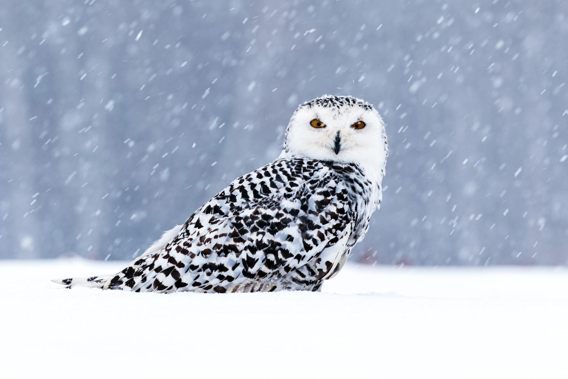 photo animale harfang des neiges