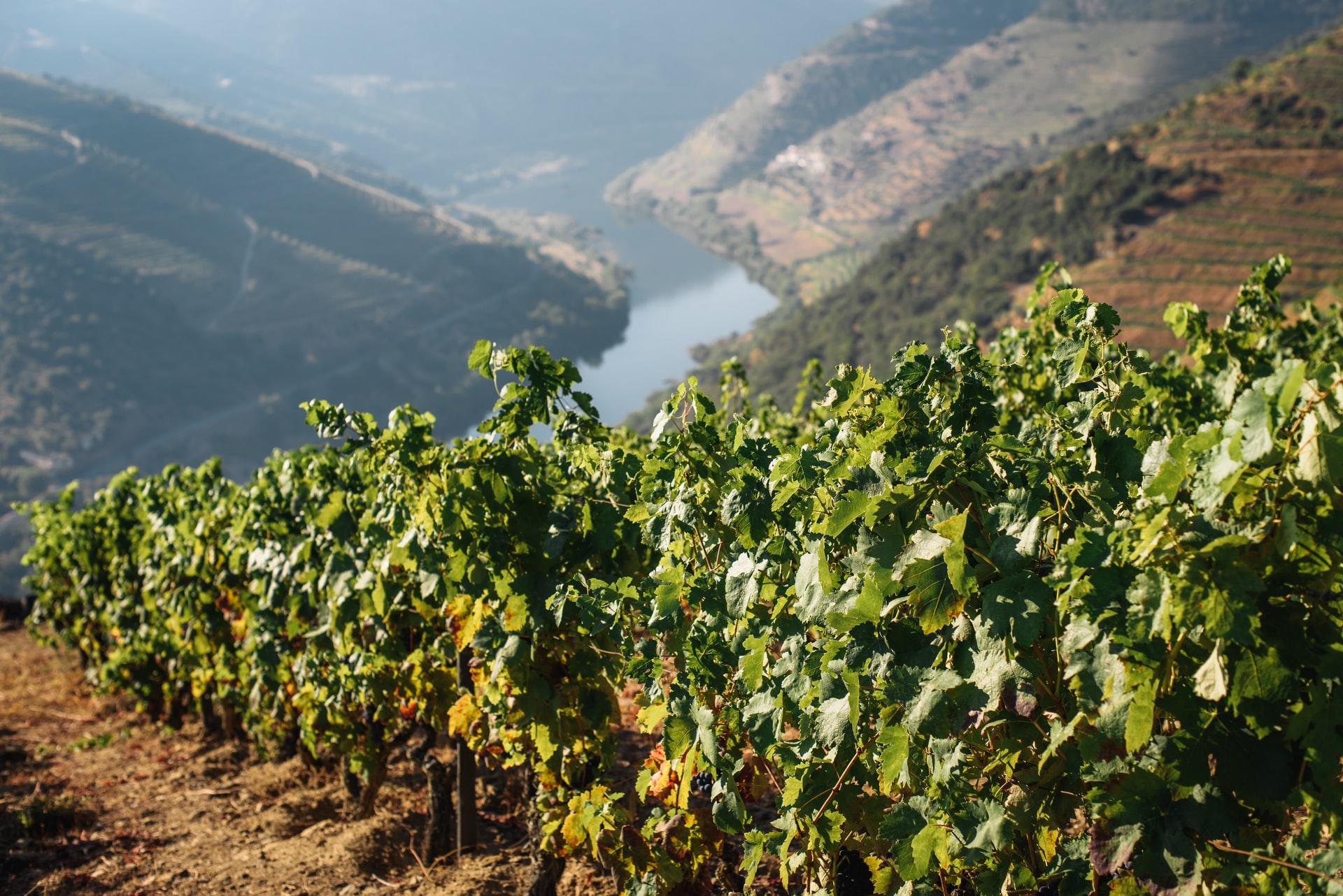 vignes portugaises