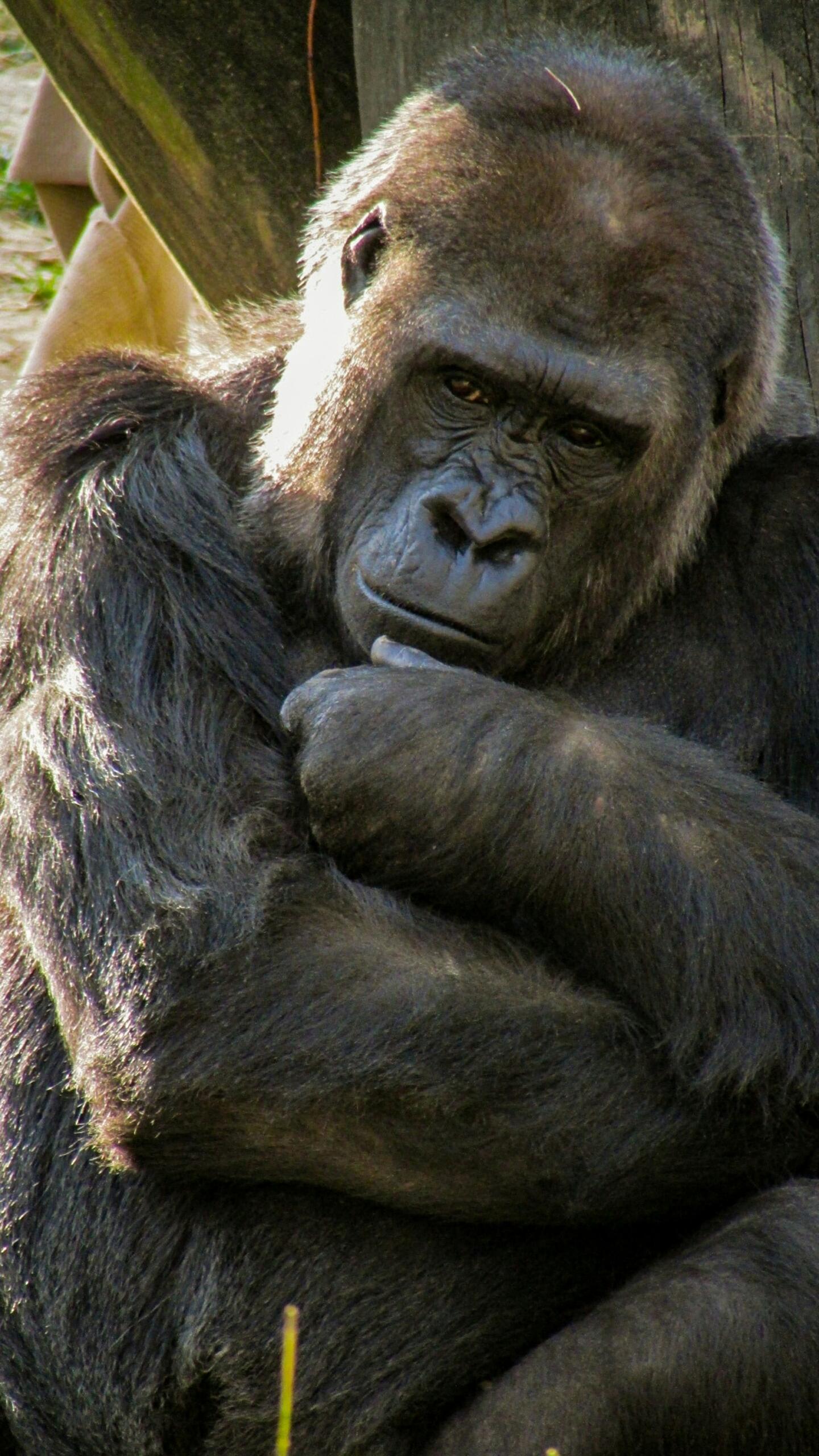 pieaudzis gorilla