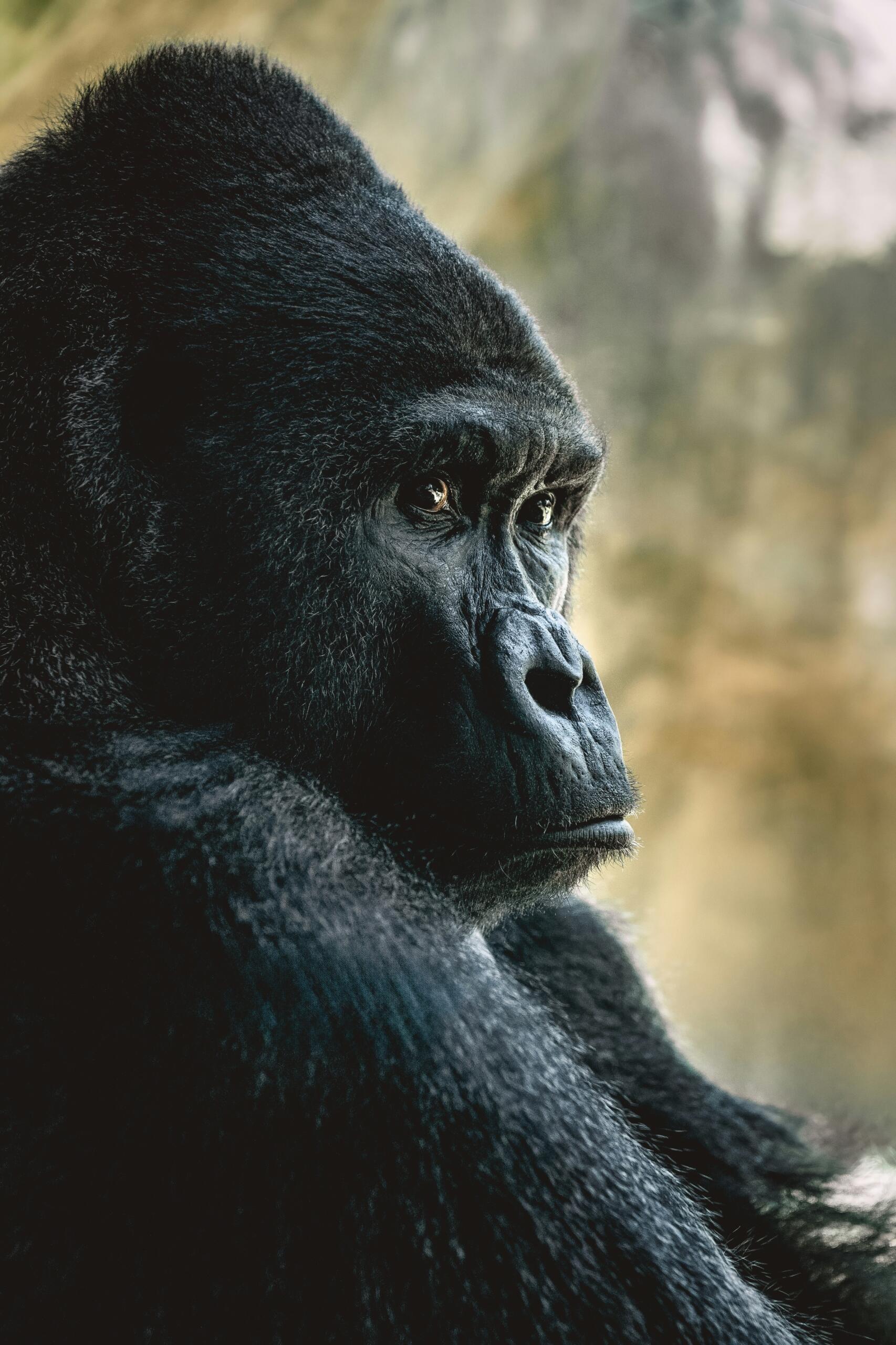 gorilla profilā