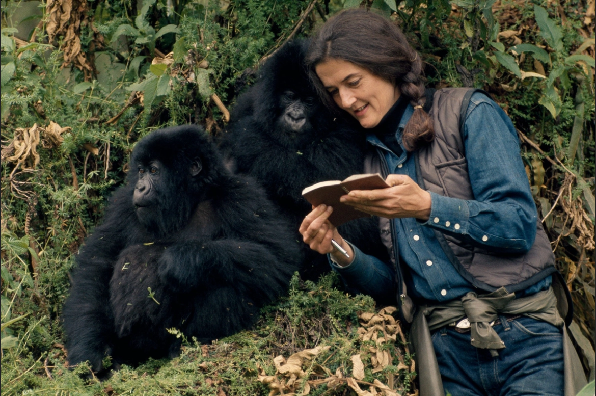 gorillas kopā ar Dian Fosi